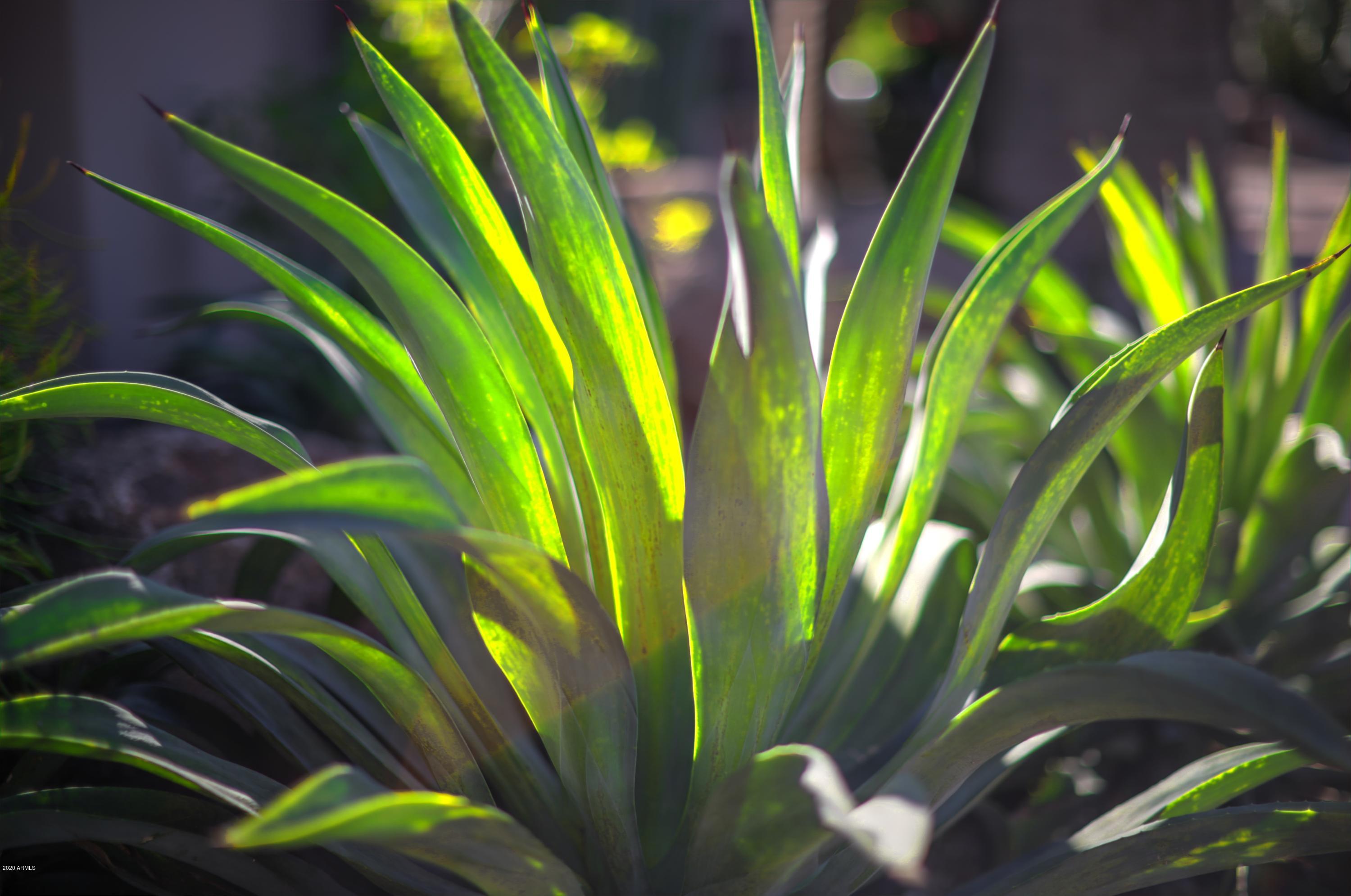 PAVOREAL REPLAT AMD - Residential