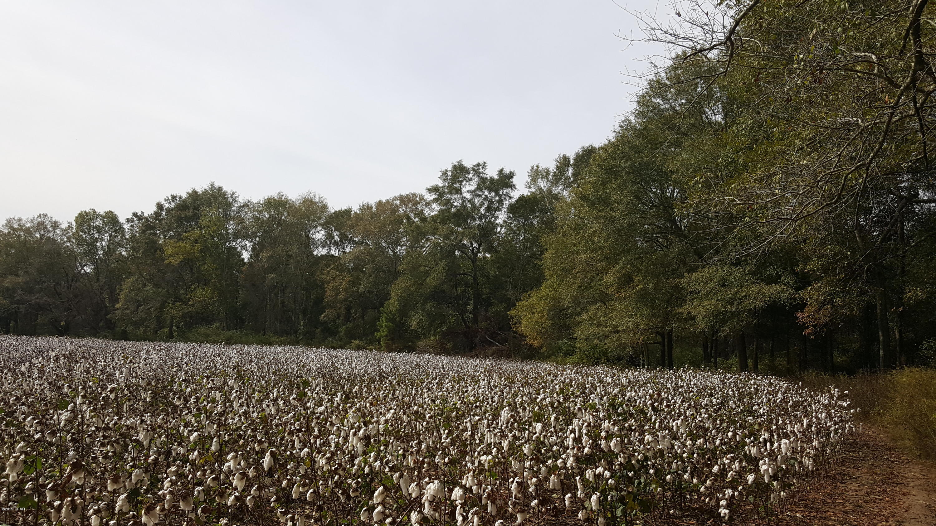 Looking for a great place to build a new home or want some beautiful farm land. This 25.40 acres has beautiful oak trees and a 24 x 24 open pole barn. Has well and electric. Property is now planted in cotton and will be harvested soon.Country living at its best.
