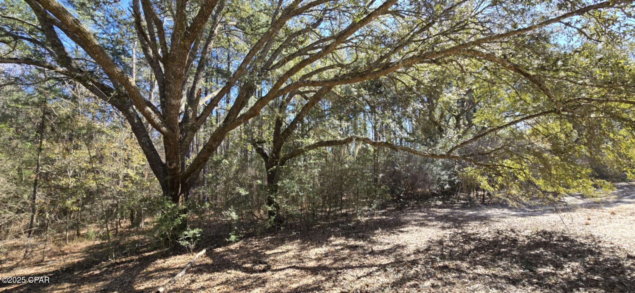 Canopy Crossing - Land