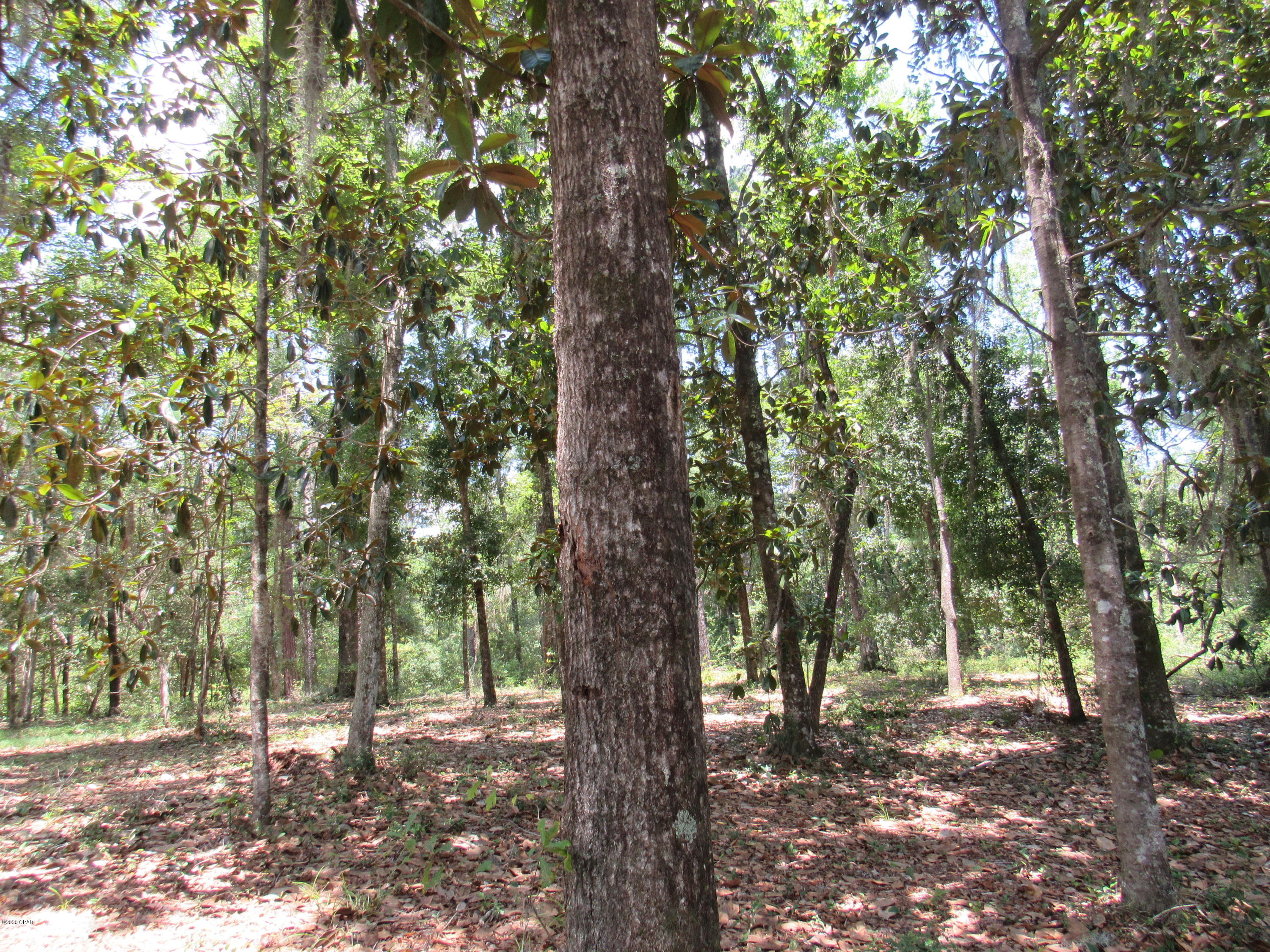 Paradise Oaks - Land
