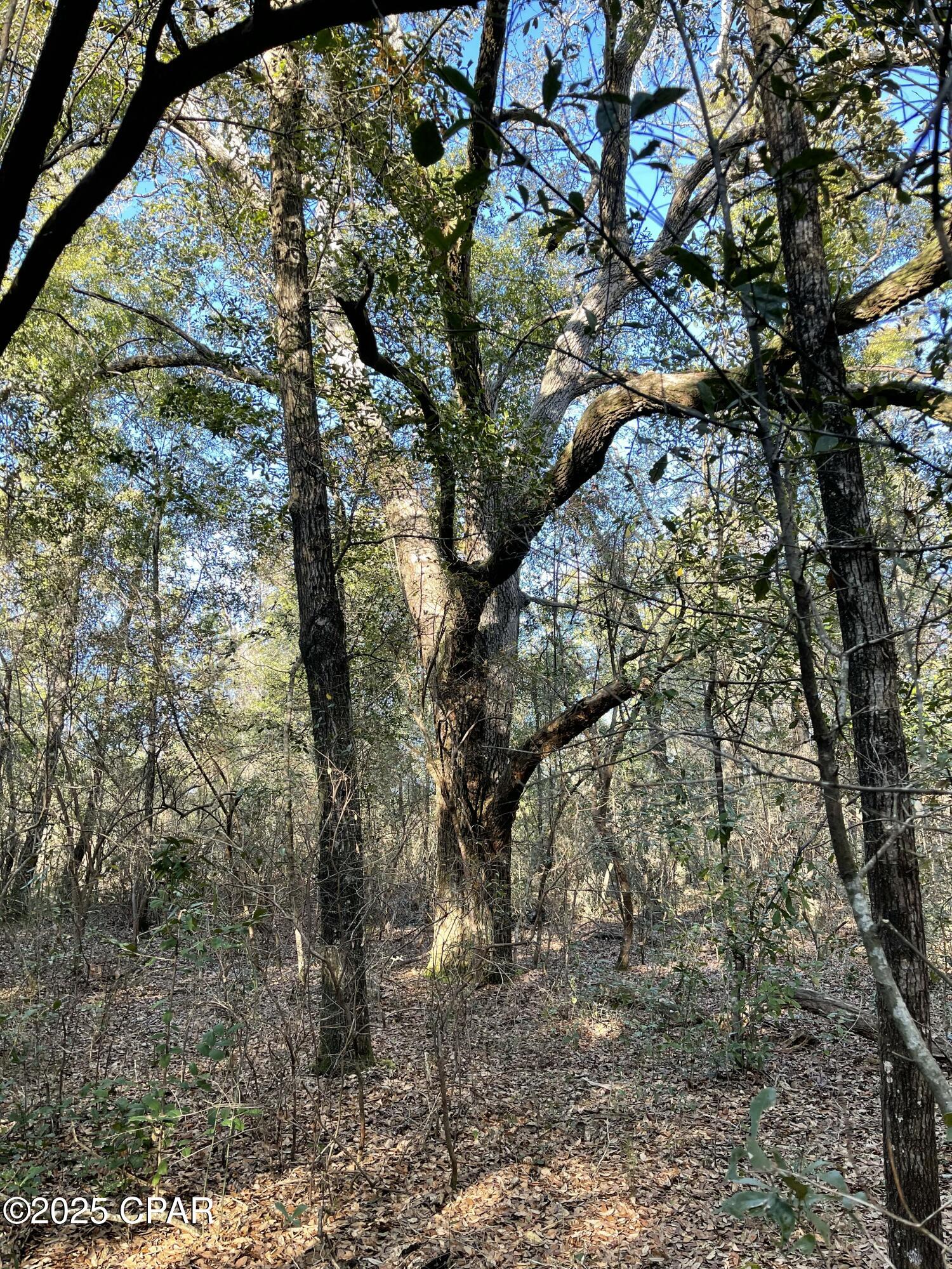 Bent Oaks - Land