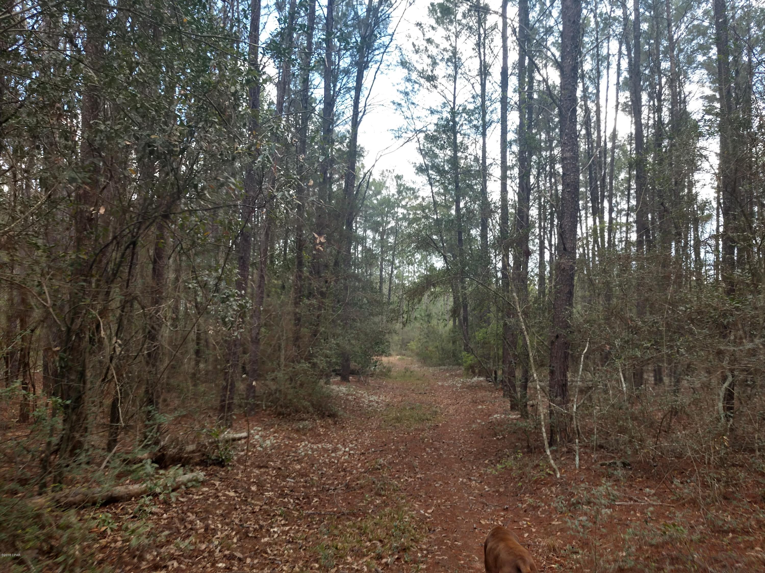 Great, fully wooded 10 acre Parcel on Hwy 20. High and dry. Great area near 46,000 acre state forest and Econfina Creek.