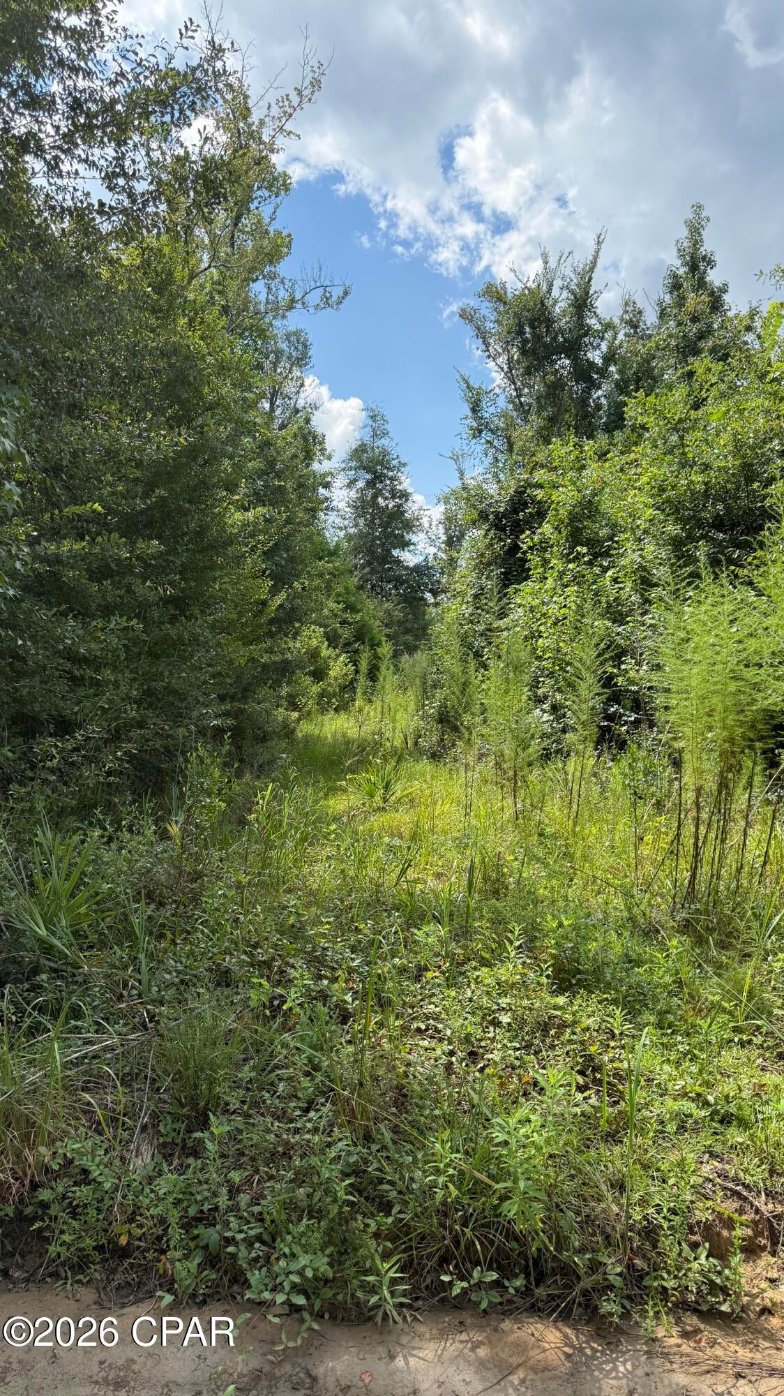 Chipola River - Land