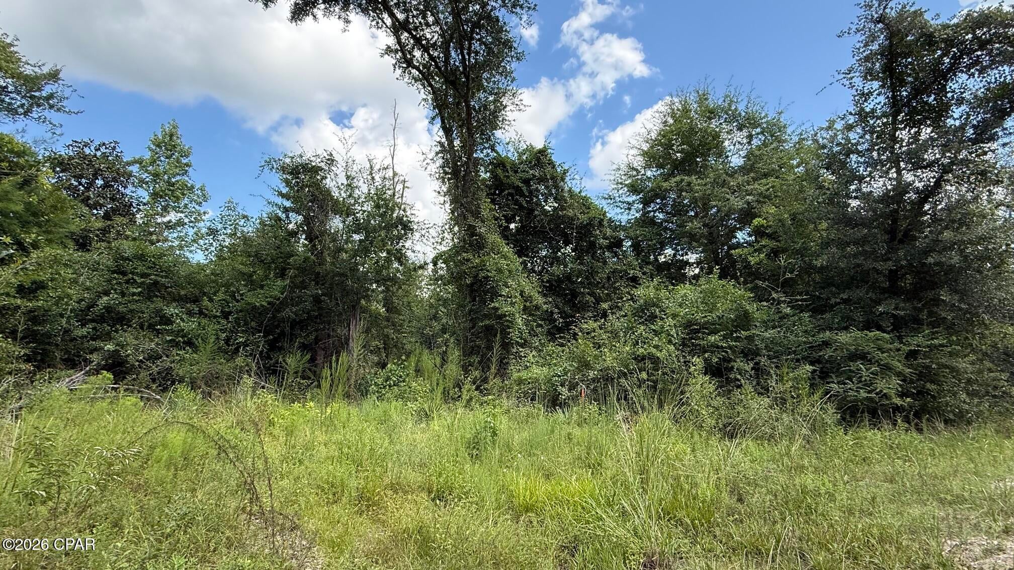 Chipola River - Land