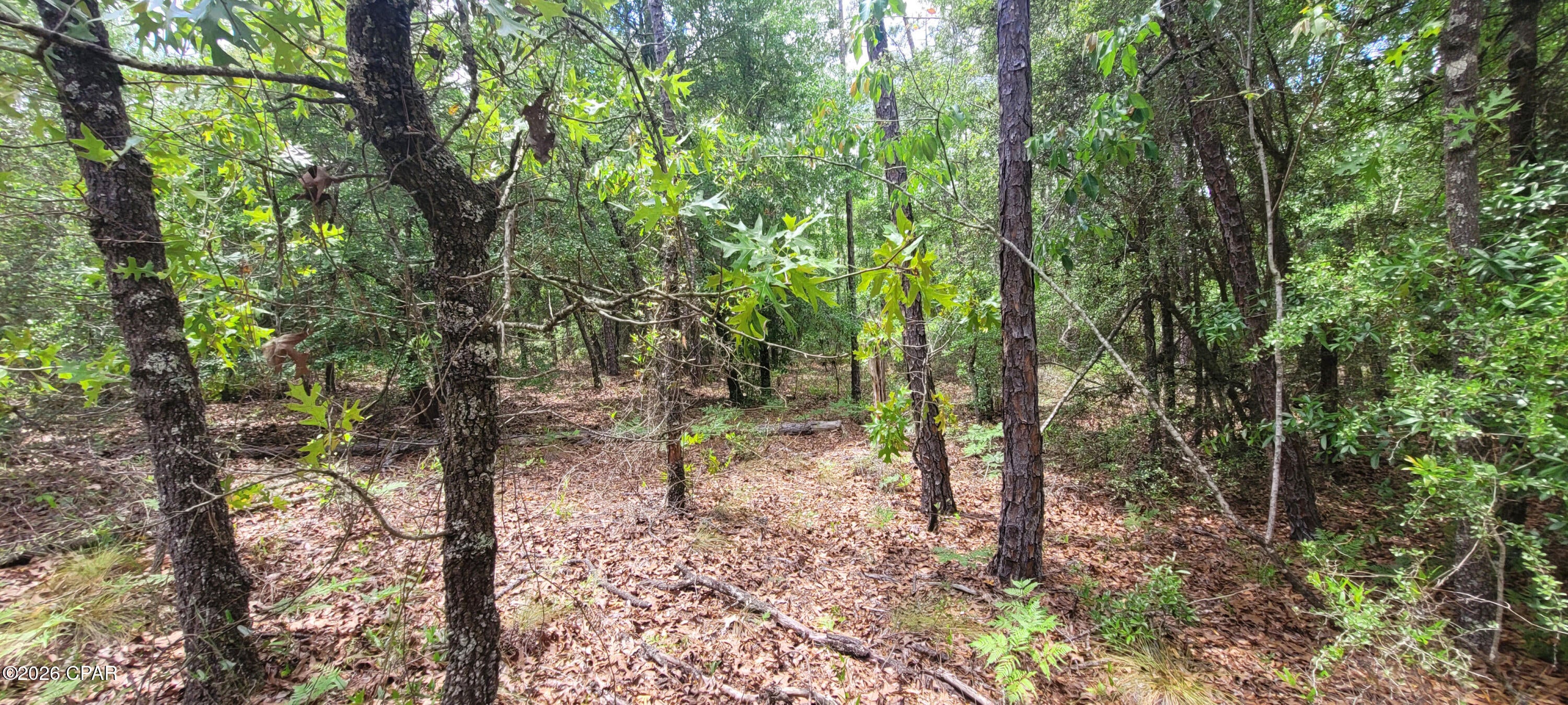 Buckhorn Creek - Land