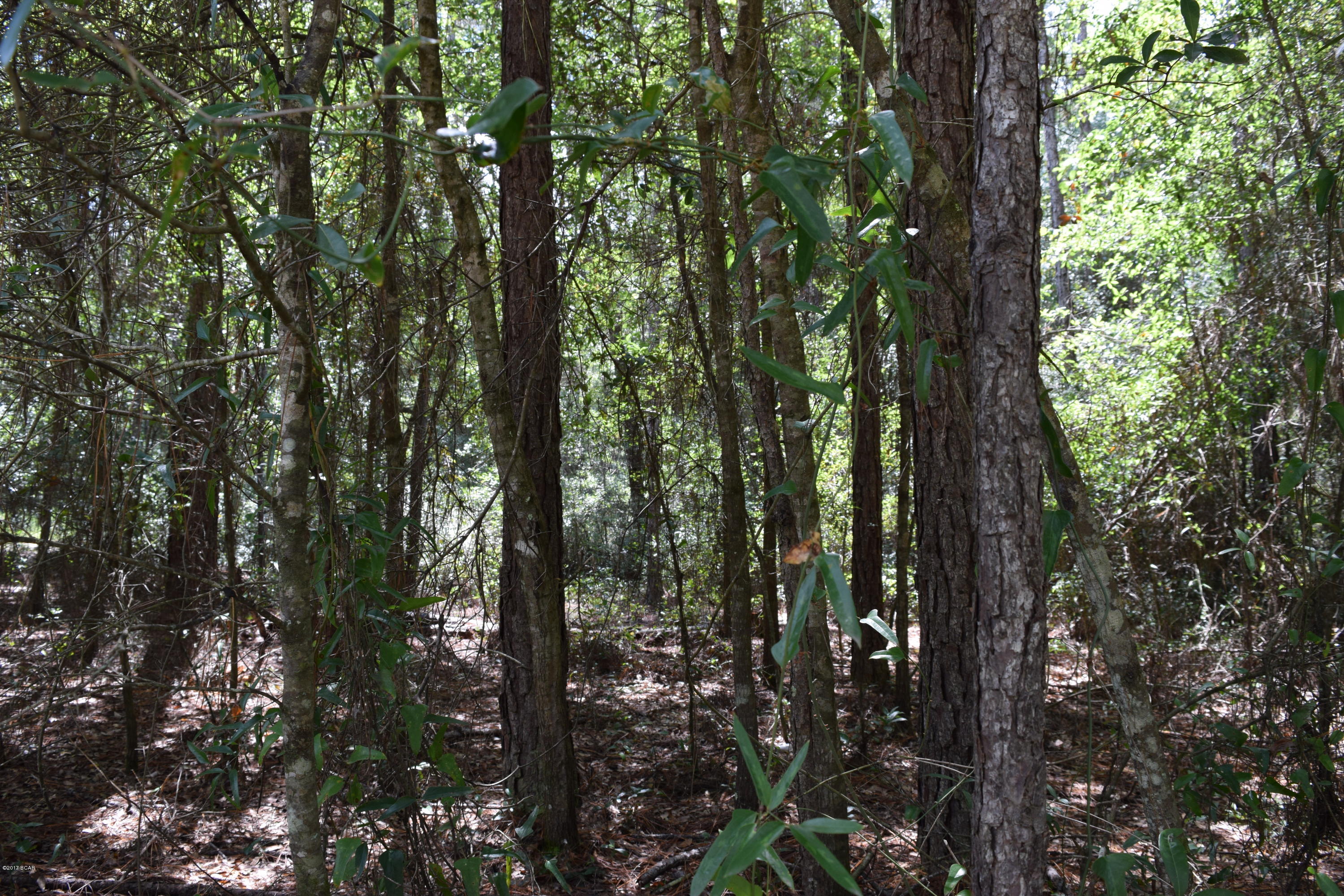 NICE LOT WITHIN 2.9 MILES OF BOAT LAUNCH AT COMPASS LAKE.
