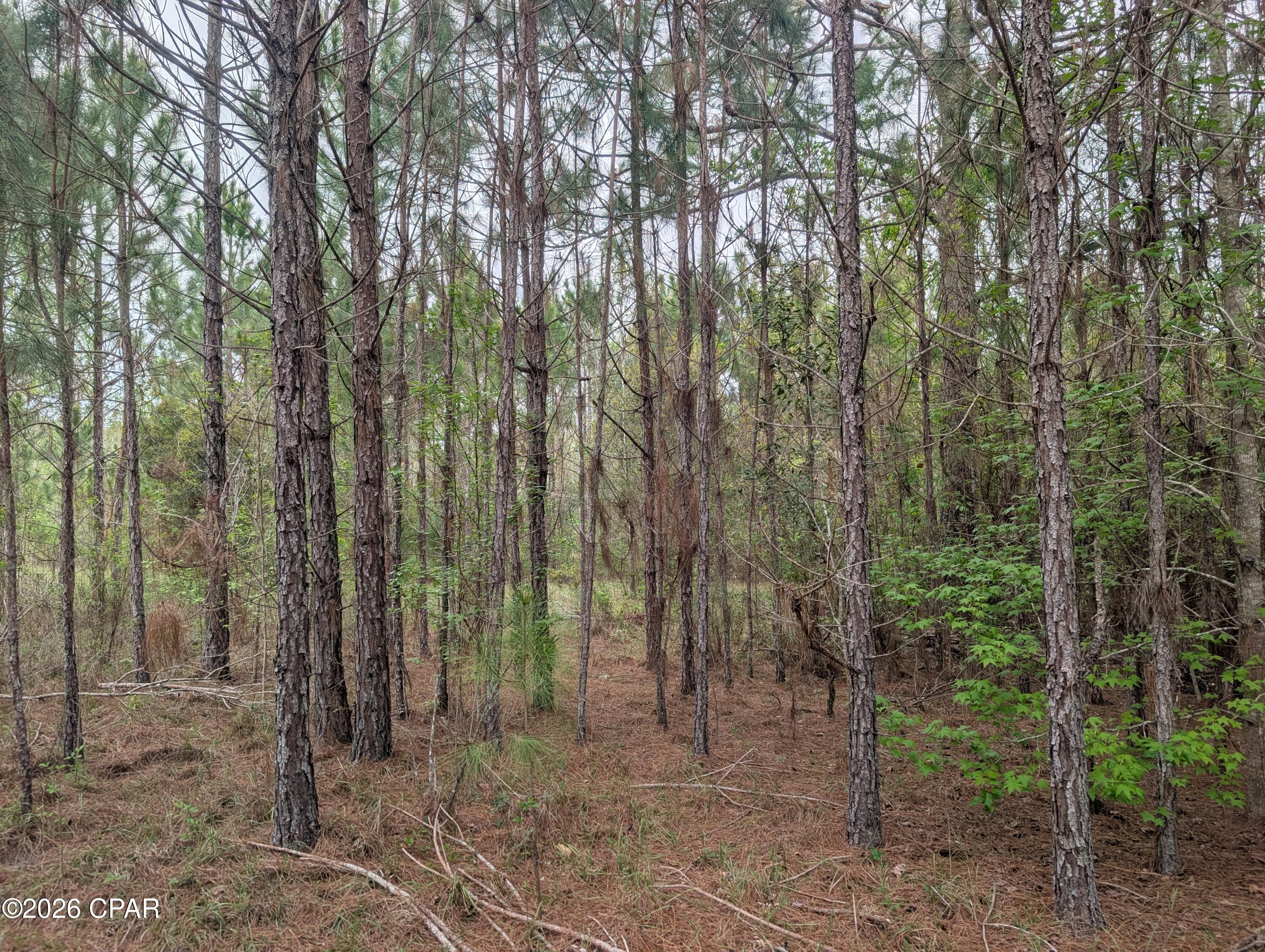 Very nice lot in the Reedy Creek subdivision. Lightly wooded with some nice shade trees. All lots have under electric in place. Rural country setting would make a great homesite. 
Located about an hour from Panama City Beach.