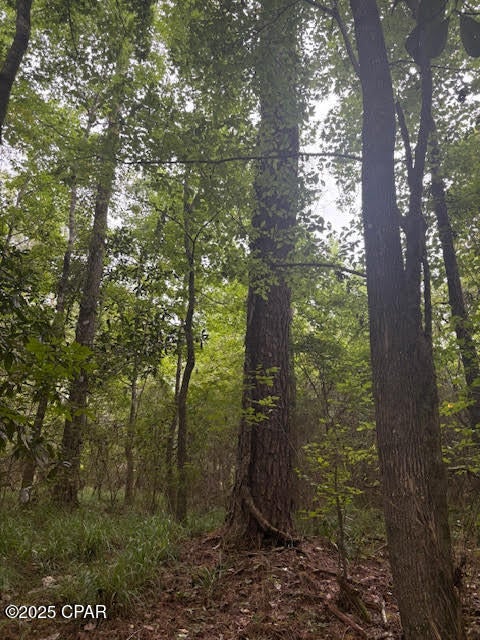 Perfect Off-Grid Retreat - Private & Wooded Hideaway - Looking to get away from it all? This property is ideal for off-grid living, tucked away in a private, wooded setting. If you don't know how to access it, you probably won't — making it a perfect hideout for those seeking true seclusion.  An easement provides access to the land, and the beautiful Willachoochee Creek runs along the eastern boundary, adding to the natural appeal. The area is rich with wildlife, making it great for hunting or simply living in harmony with nature.  Located north of Quincy and west of Tallahassee, the land features stunning, mature oaks, pines, and magnolias, all spread across gently rolling terrain.  Don't miss this opportunity to own a piece of peaceful wilderness. Make your appointment today to walk the property — and come dressed for a hike!