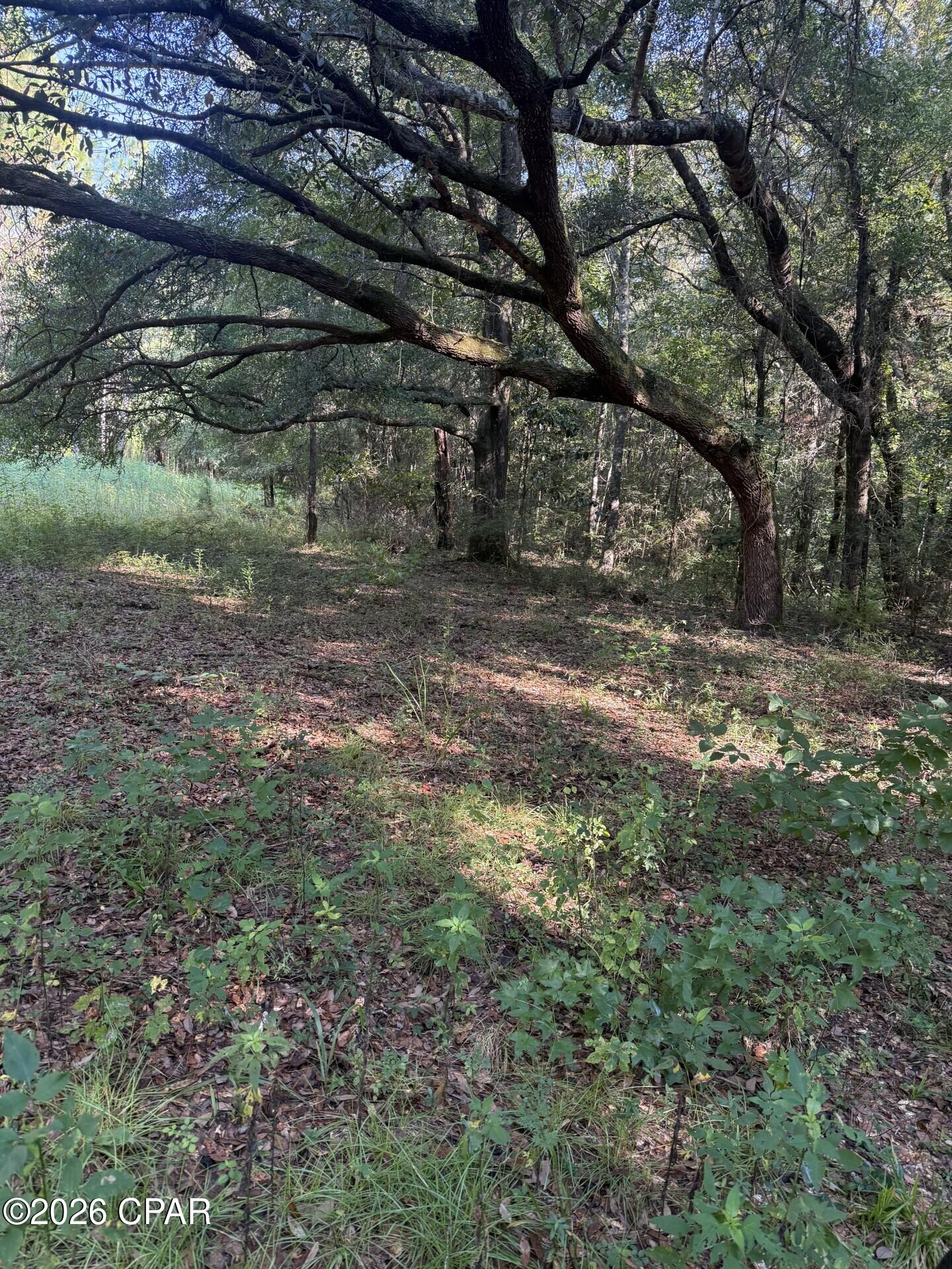 Discover approximately 75 acres of exceptional timber and hunting land, offered as three parcels being sold together. This beautiful property features approximately 35 acres of longleaf pines and 40 acres of magnificent, mature oak trees, some estimated to be 100 years old. The combination of established timber, natural habitat, and surrounding agricultural acreage creates an ideal environment for wildlife.

The property boasts multiple persimmon and pear trees, providing a natural food source for deer and other wildlife. It has been family-owned for many years and has not been hunted in approximately three years, offering a unique opportunity for a new owner to establish a quality hunting property.

Surrounded by vast agricultural land, this acreage provides excellent habitat and seclusion while remaining conveniently located approximately 20 minutes from Dothan and just 1 hour and 10 minutes from Panama City Beach. Whether you're looking for a private hunting retreat, recreational property, timber investment, or a place to enjoy the outdoors for generations to come, this property deserves a look.

Three parcels. Approximately 75 acres. Mature timber. Fruit trees. Excellent wildlife habitat. Long-term family ownership. Convenient location.

Properties like this are becoming increasingly difficult to find--come take a look and experience the possibilities for yourself!