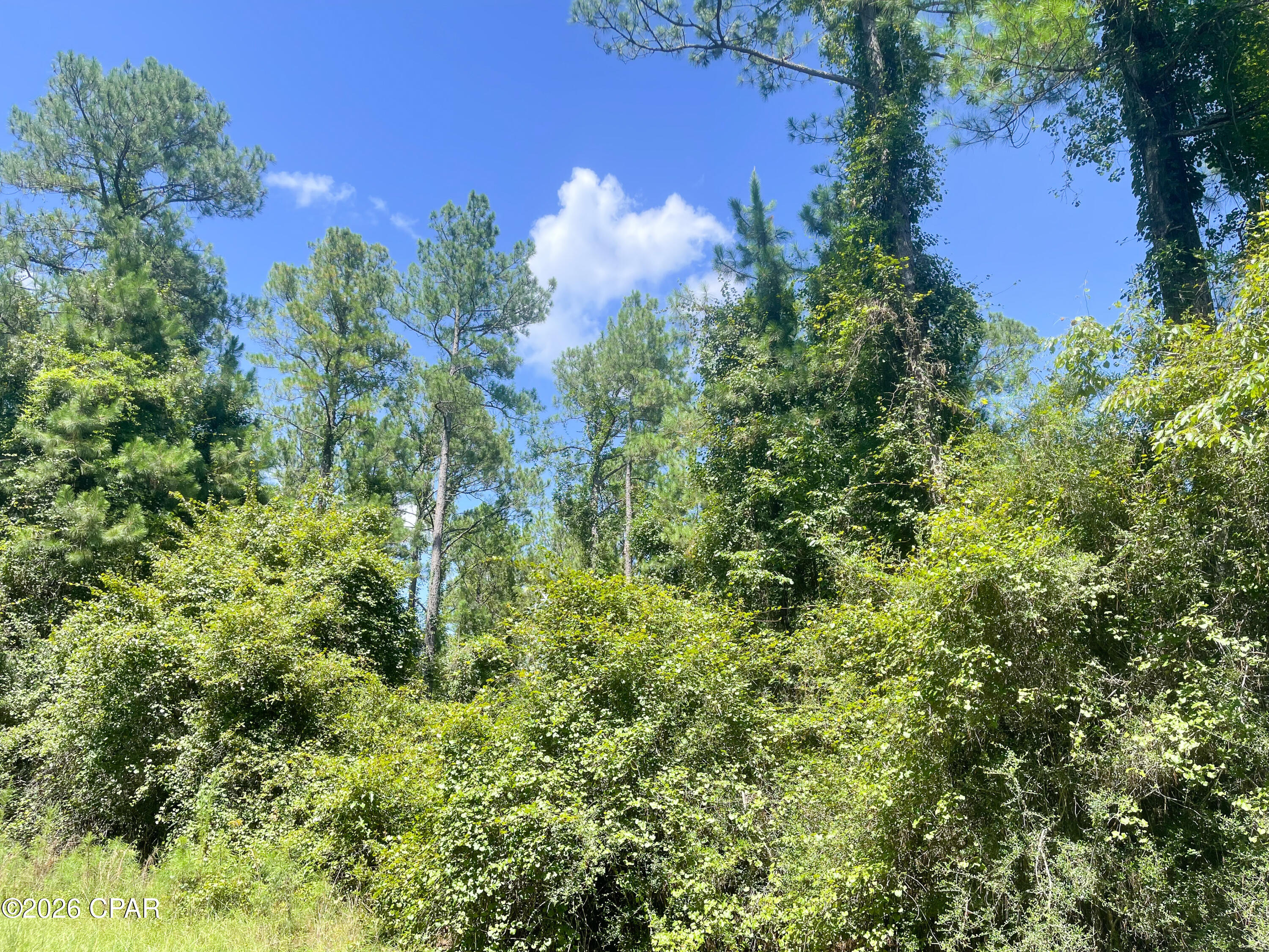 Canopy Crossing - Land