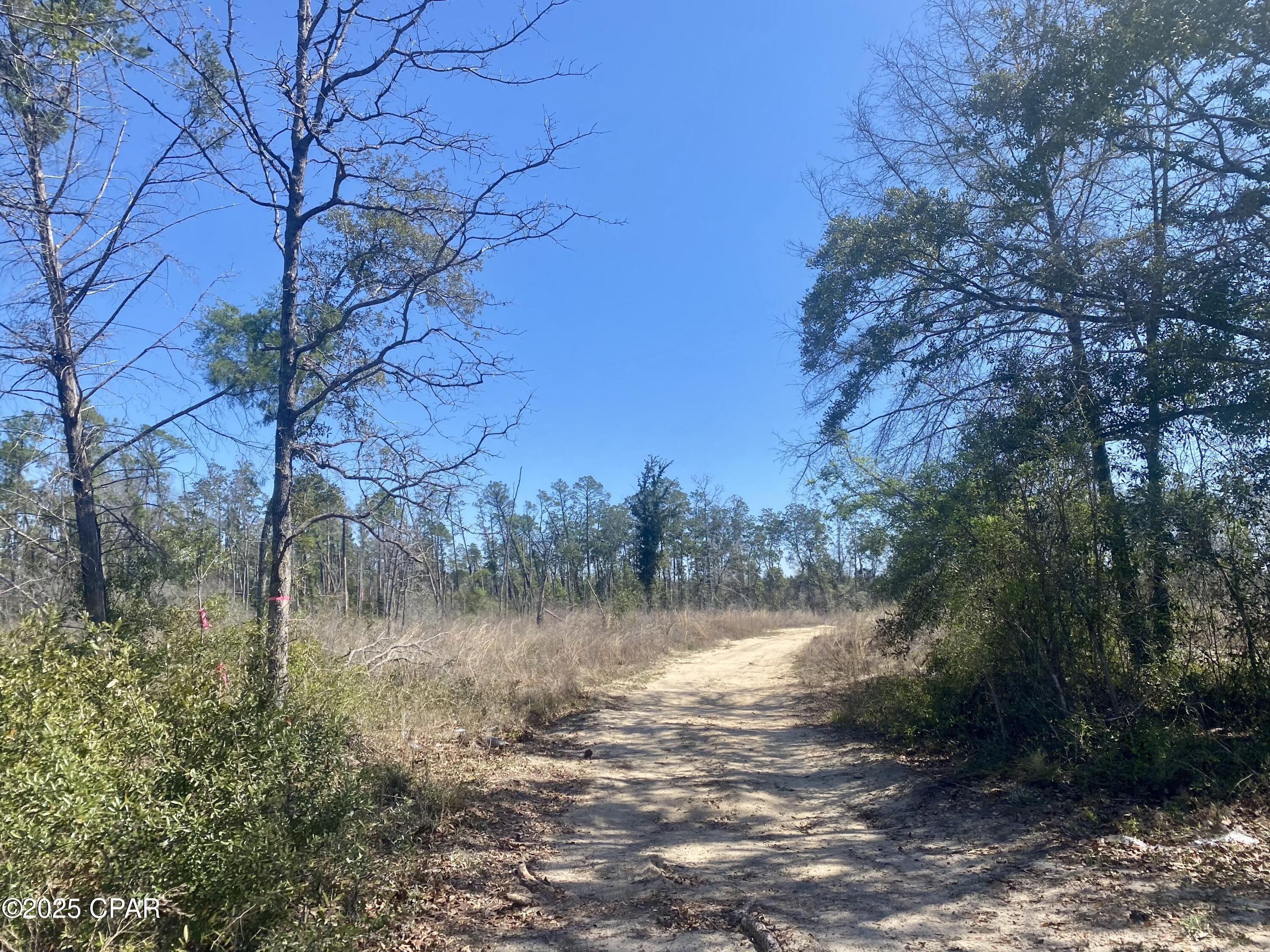 50 acres just outside Bristol, Florida.  This property was planted in long leaf pines 3 years ago and has many possibilities including development, homesteading, recreation, etc.  The property is ideal for development - located in a rural village on the zoning map which means you can put 2 homes per acre with well & septic.  You can build your dream homestead here and have an easy commute to Tallahassee - it's located just 41 miles from Doak Campbell Stadium.  With abundant wildlife in the area, it would be a great hunting tract or enjoy riding your atv's on it.  If you like to fish, the Bristol Landing on the Apalachicola River is just 5 miles away.  With the planted pines, it would be a good investment property.  Call today to see this beautiful property with many possibilities!