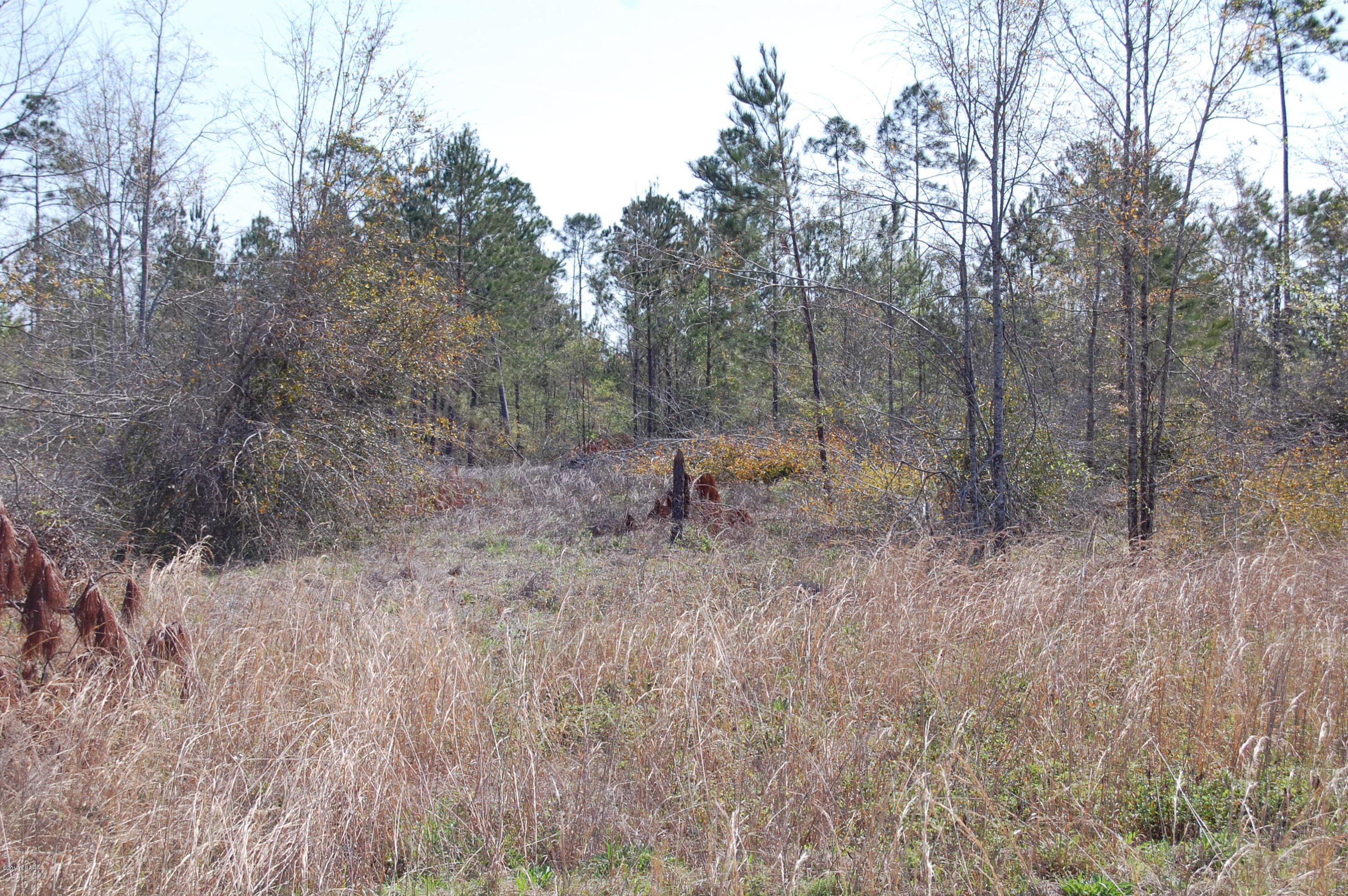 Blue Springs Plantation - Land