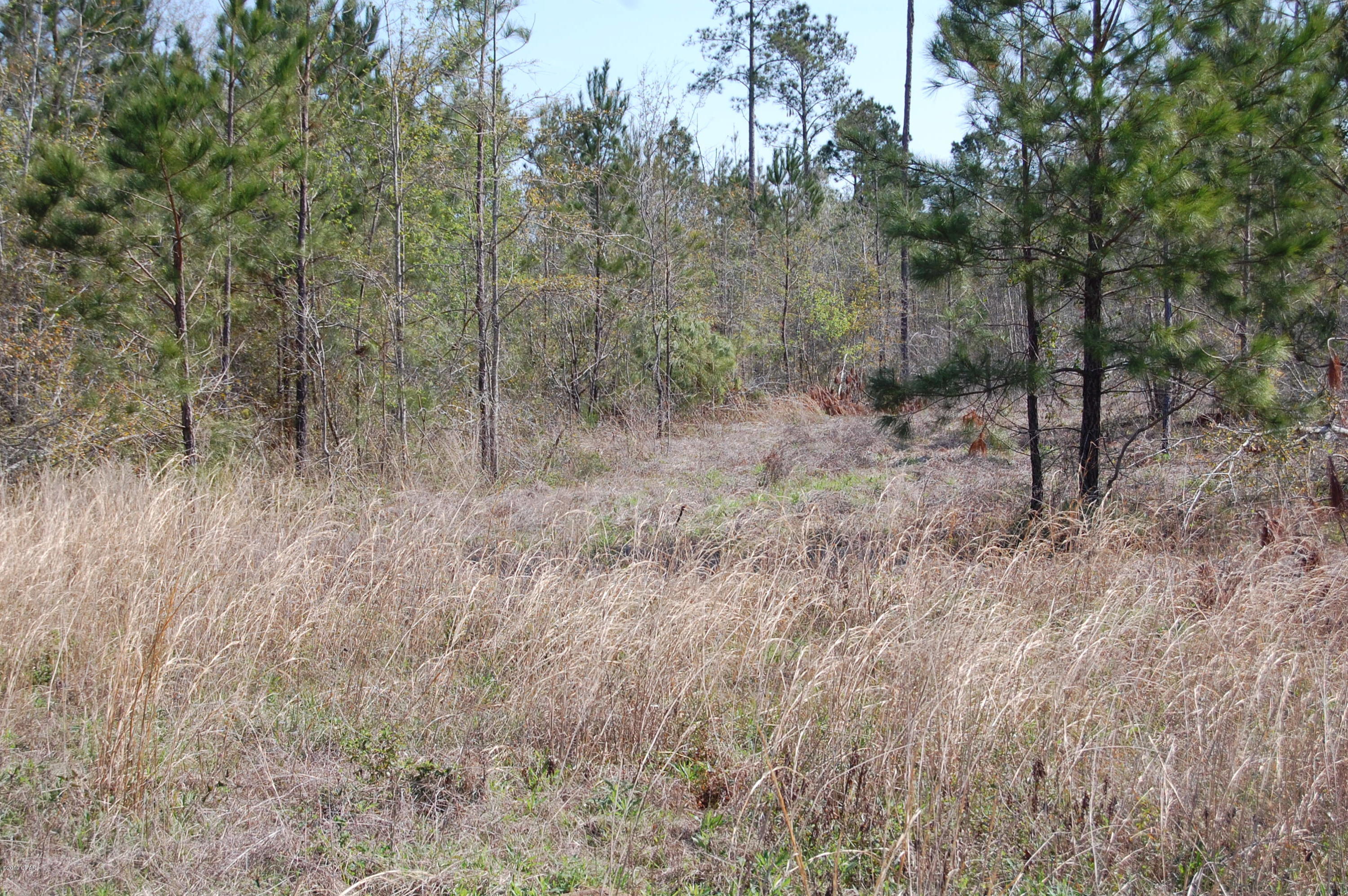 Blue Springs Plantation - Land
