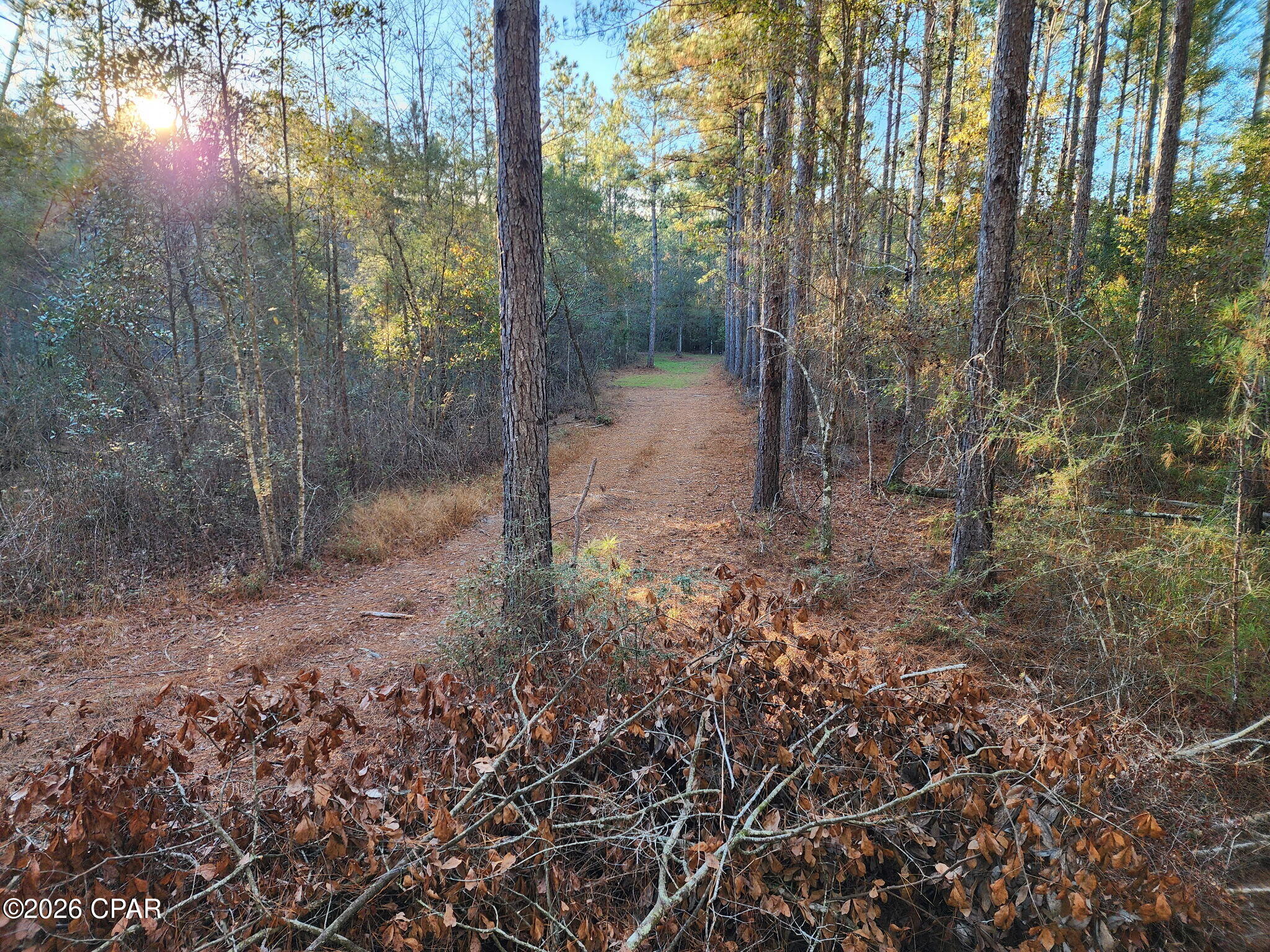Canopy Crossing - Land