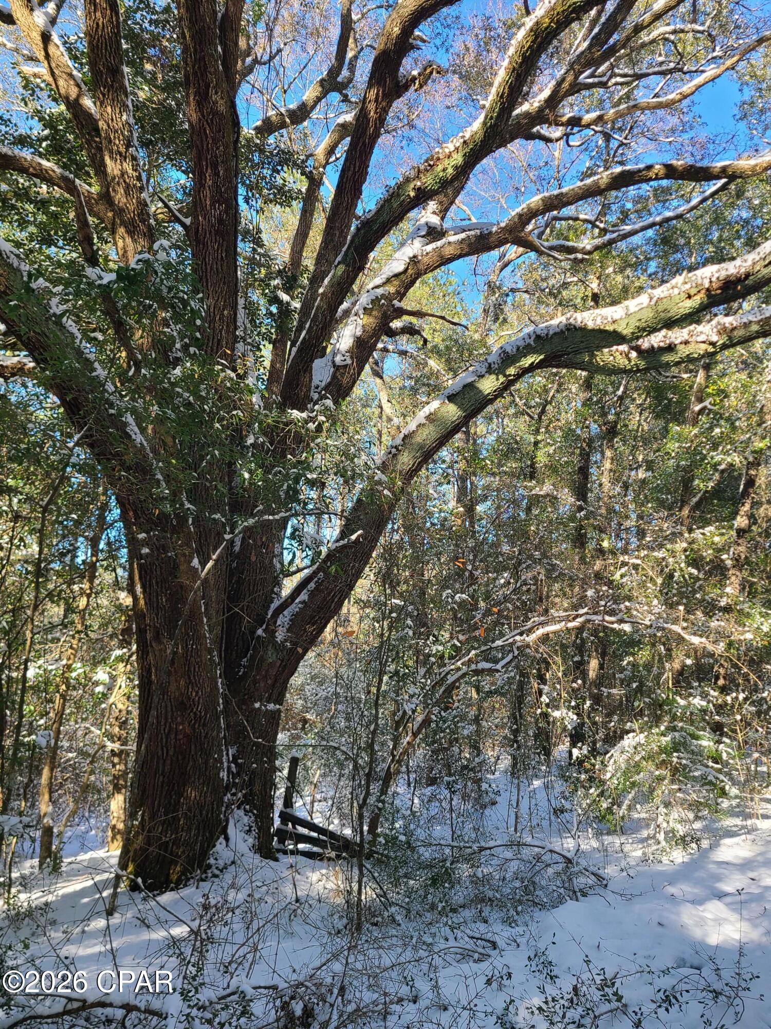 Canopy Crossing - Land