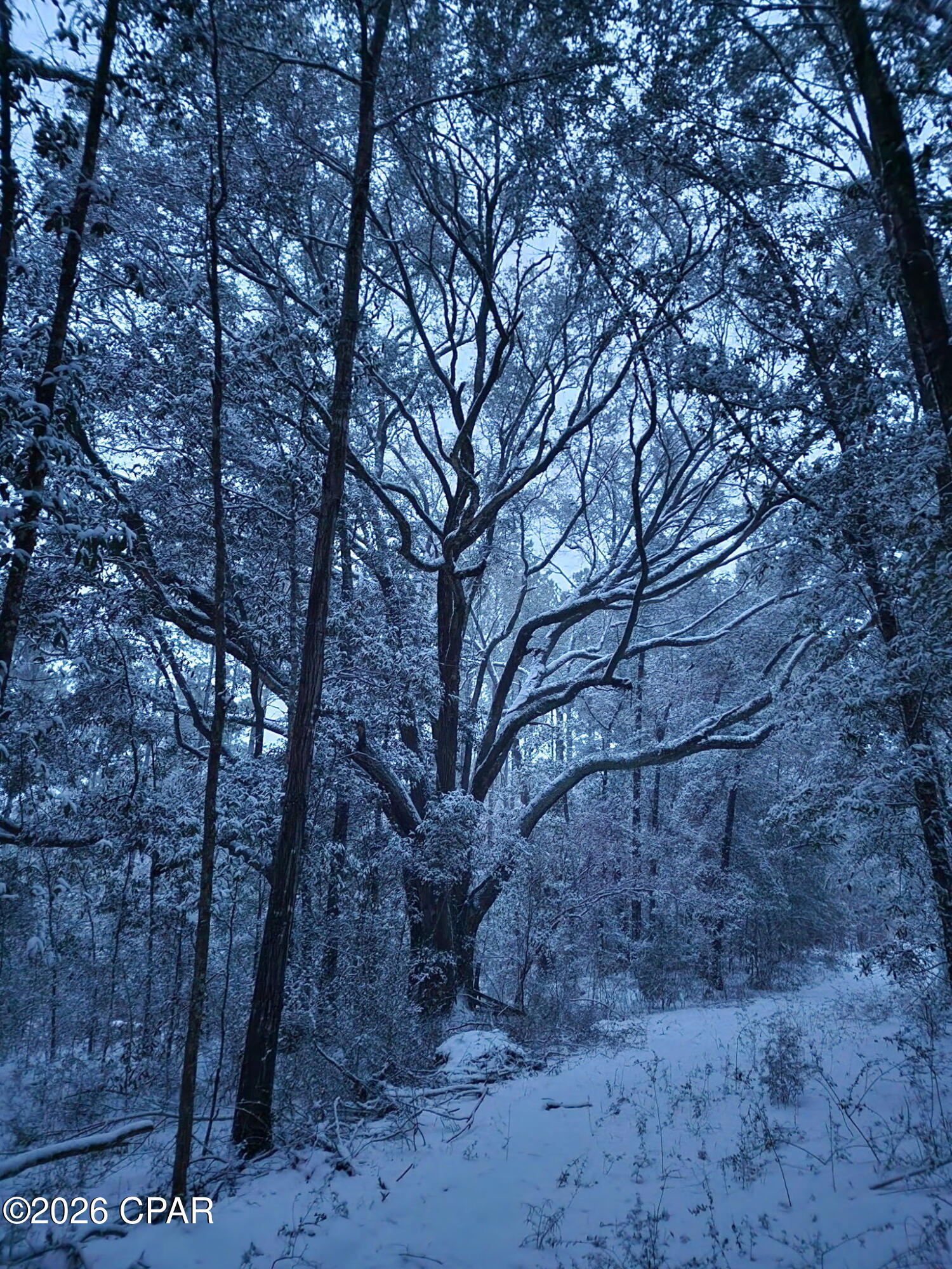 Canopy Crossing - Land