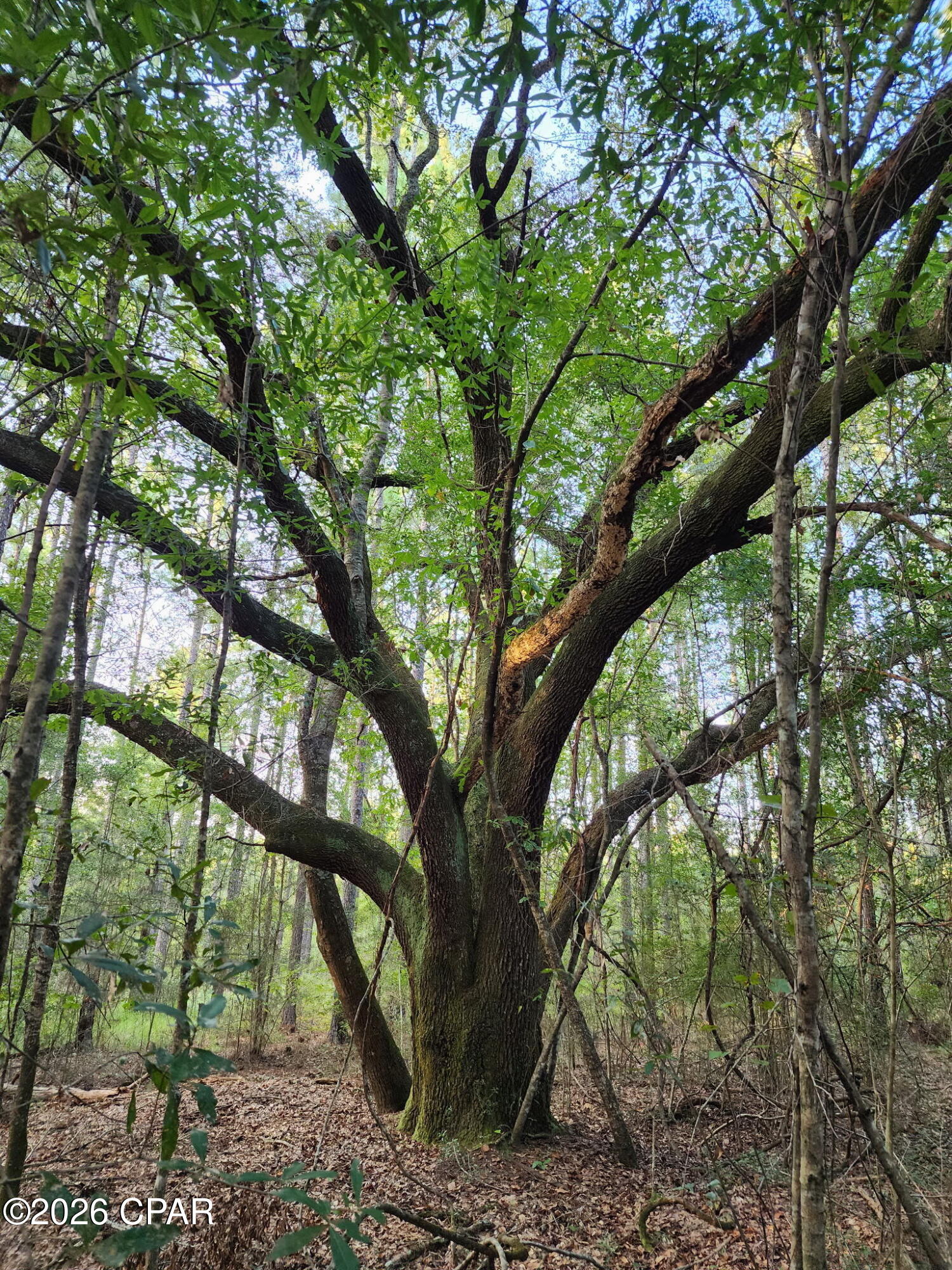 Canopy Crossing - Land