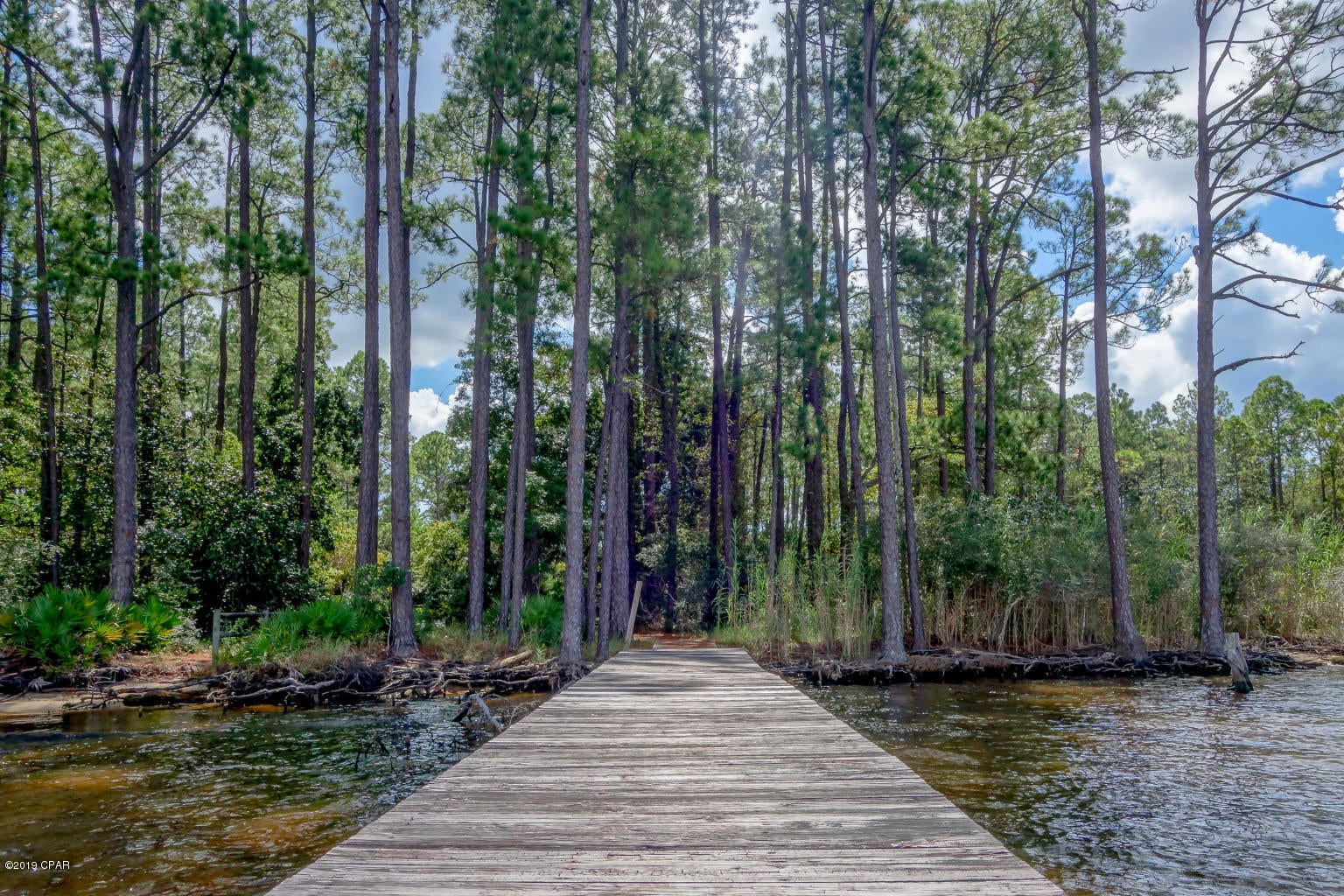 The Woods - Land