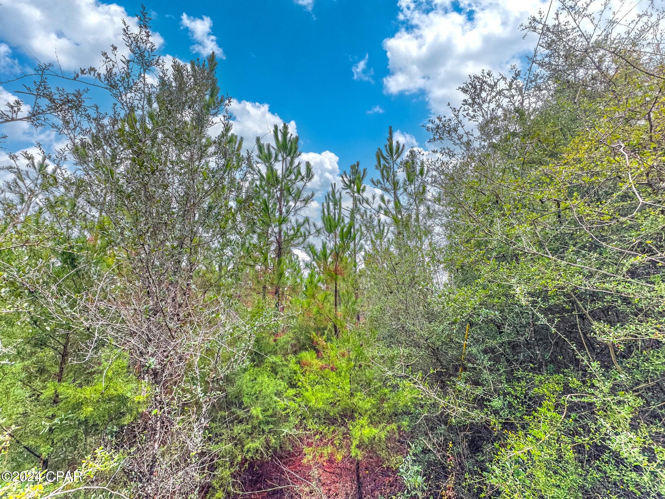 Dream Location for Country Living or Hunters Paradise either way you won't want to miss this opportunity! This Beautiful 42.49 +/- Acres of prime land with older pines maybe 2-3 years replanted on a dirt rd with power available! . Use caution as it is hunting season! Bring your build plans, hunting gear, Horses and ATVS LOCATION LOCATION!!!! This Property has Easy Access to Panama City Beaches I-10, Hwy 79, Hwy 81, and Hwy 90.DEED RESTRICTIONS. SEE DOCUMENTS