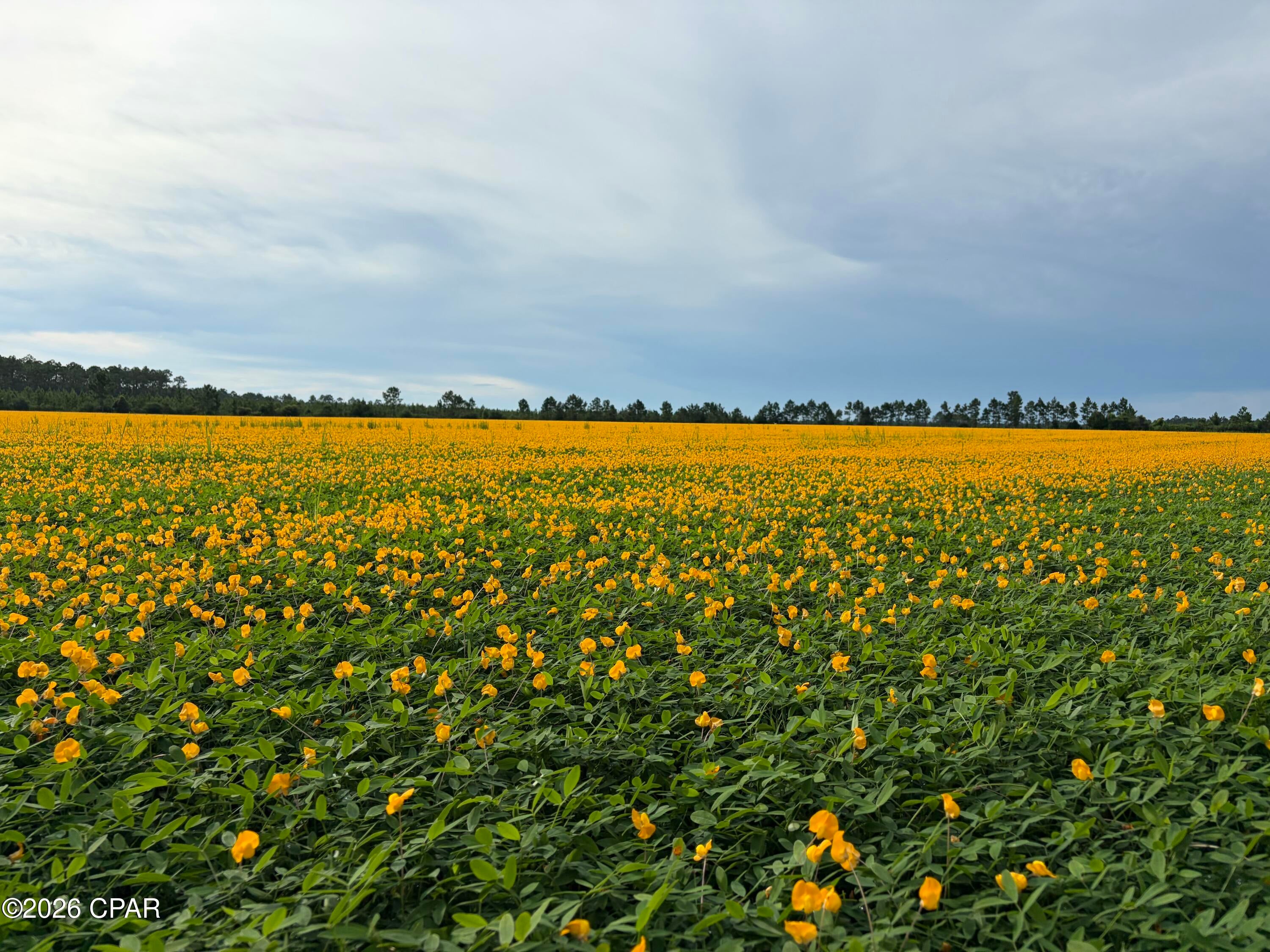 Discover the perfect blend of agricultural productivity, recreational opportunity, and future development potential on this exceptional 33± acre property located just south of Blountstown, Florida. Currently planted in perennial peanuts, this beautiful tract offers both immediate agricultural value and long-term investment appeal.
Whether you're looking to build your dream home, establish a private country estate, create a family retreat, or capitalize on future development opportunities, this property provides the space and flexibility to bring your vision to life.
Nature enthusiasts and outdoor lovers will appreciate the abundance of recreational opportunities in the area. Enjoy hunting on your own property and take advantage of the region's renowned outdoor lifestyle with both freshwater and saltwater fishing just a short drive away. From the rivers and lakes of North Florida to the world-class beaches and fishing grounds of the Gulf Coast, adventure is always within reach.
Ideally situated, the property offers convenient access to the white-sand beaches of Mexico Beach, making it easy to enjoy boating, fishing, dining, and coastal recreation. Travel is equally convenient with both Northwest Florida Beaches International Airport (ECP) and Tallahassee International Airport (TLH) within reasonable driving distance.