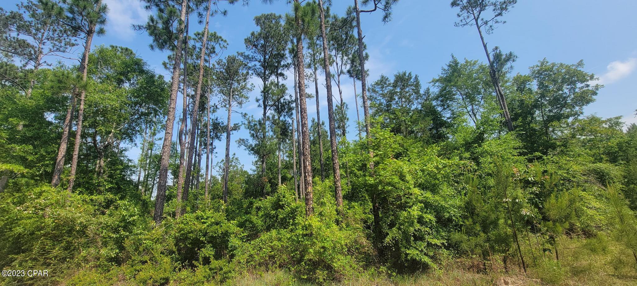 Blue Springs Plantation - Land