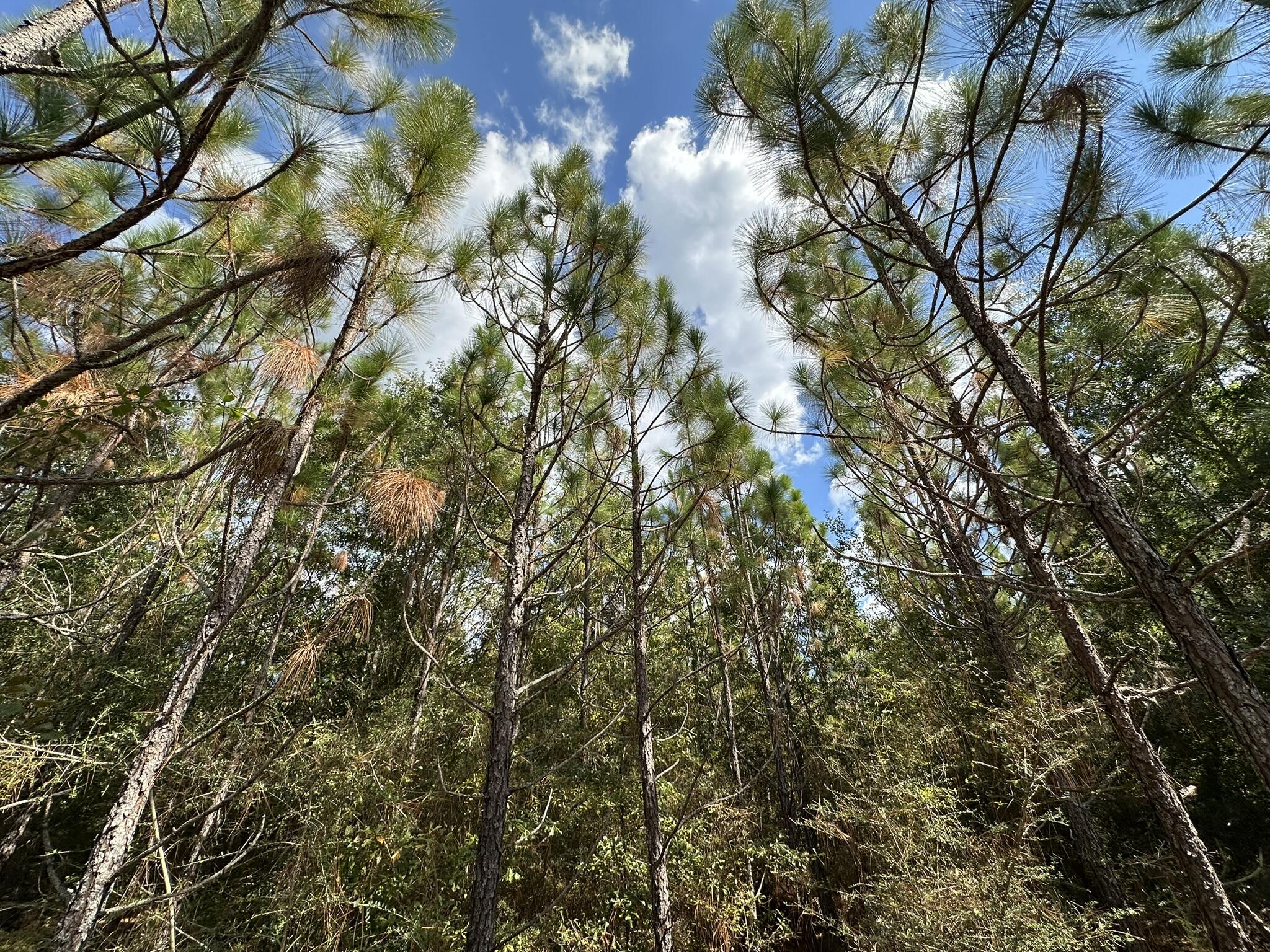 Set within the scenic countryside of Laurel Hill, this property along New Ebenezer Road offers exceptional potential in a peaceful, rural setting. The land features a blend of open areas and natural woodland, creating an appealing landscape for future use or investment. With paved road frontage, access to utilities nearby, and zoning under Okaloosa County's agricultural district, this tract provides the flexibility to design your ideal layout while enjoying the quiet beauty of North Okaloosa County. A rare opportunity to secure a substantial piece of land in a desirable location with long-term value and versatility.