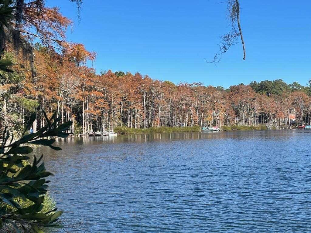 BLUE CYPRESS - Land