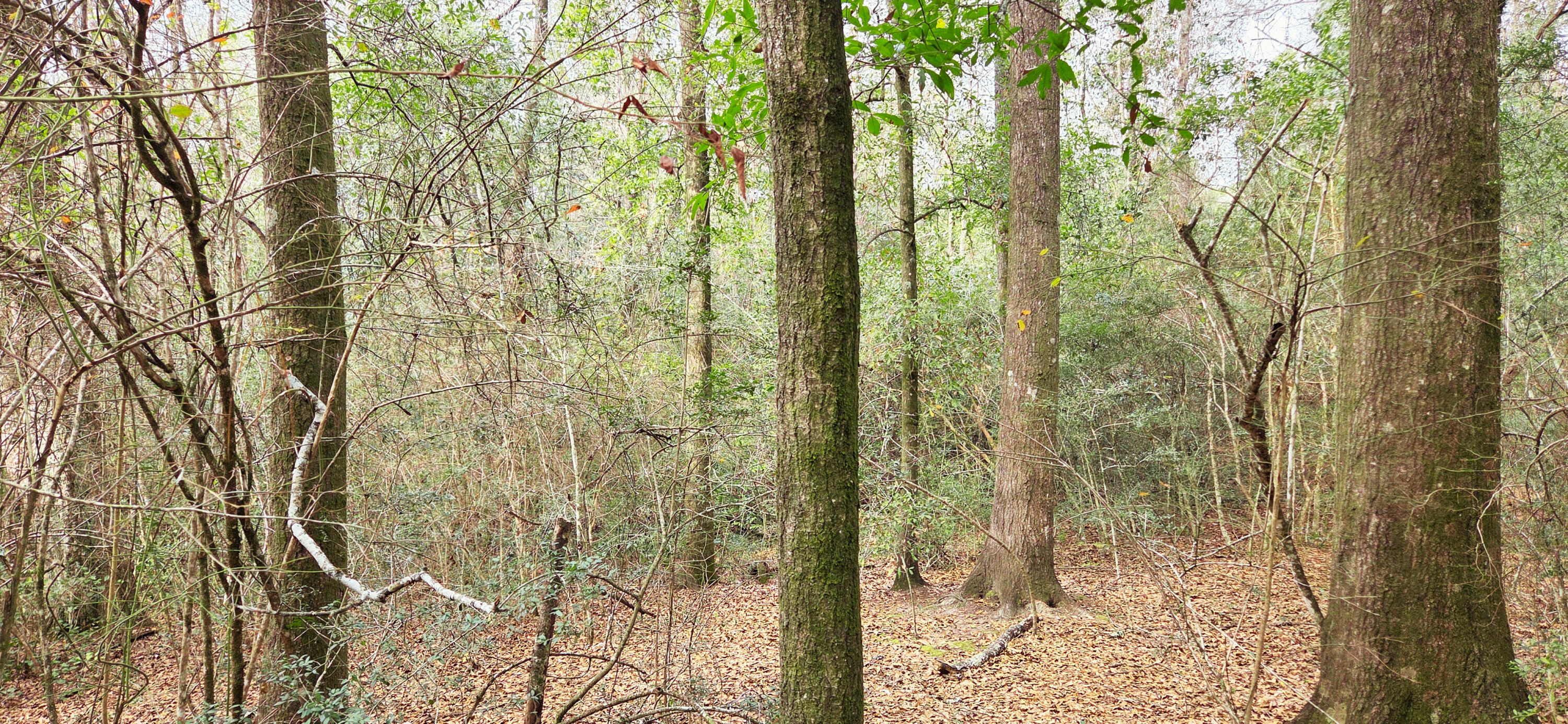 OAKDALE M/F - Land