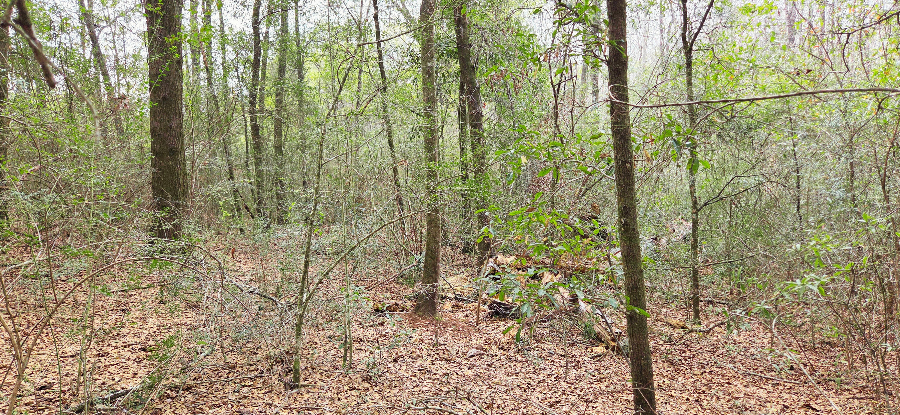 OAKDALE M/F - Land