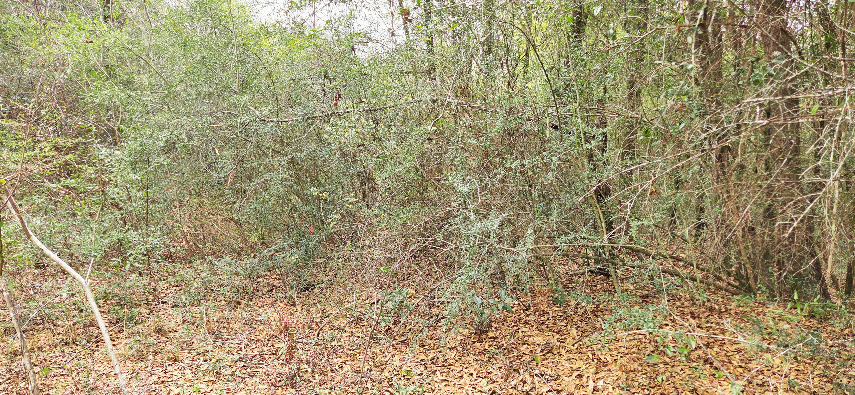 OAKDALE M/F - Land