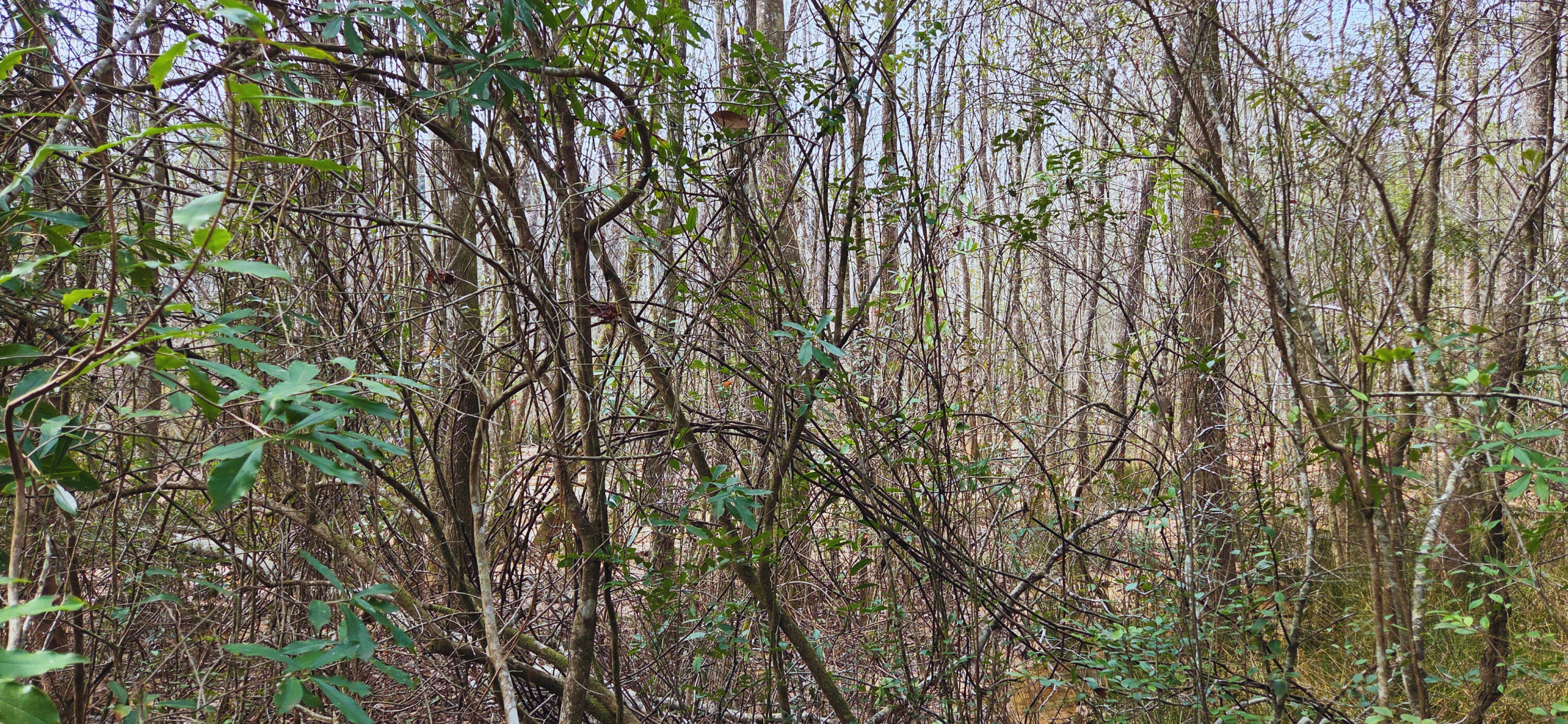OAKDALE M/F - Land