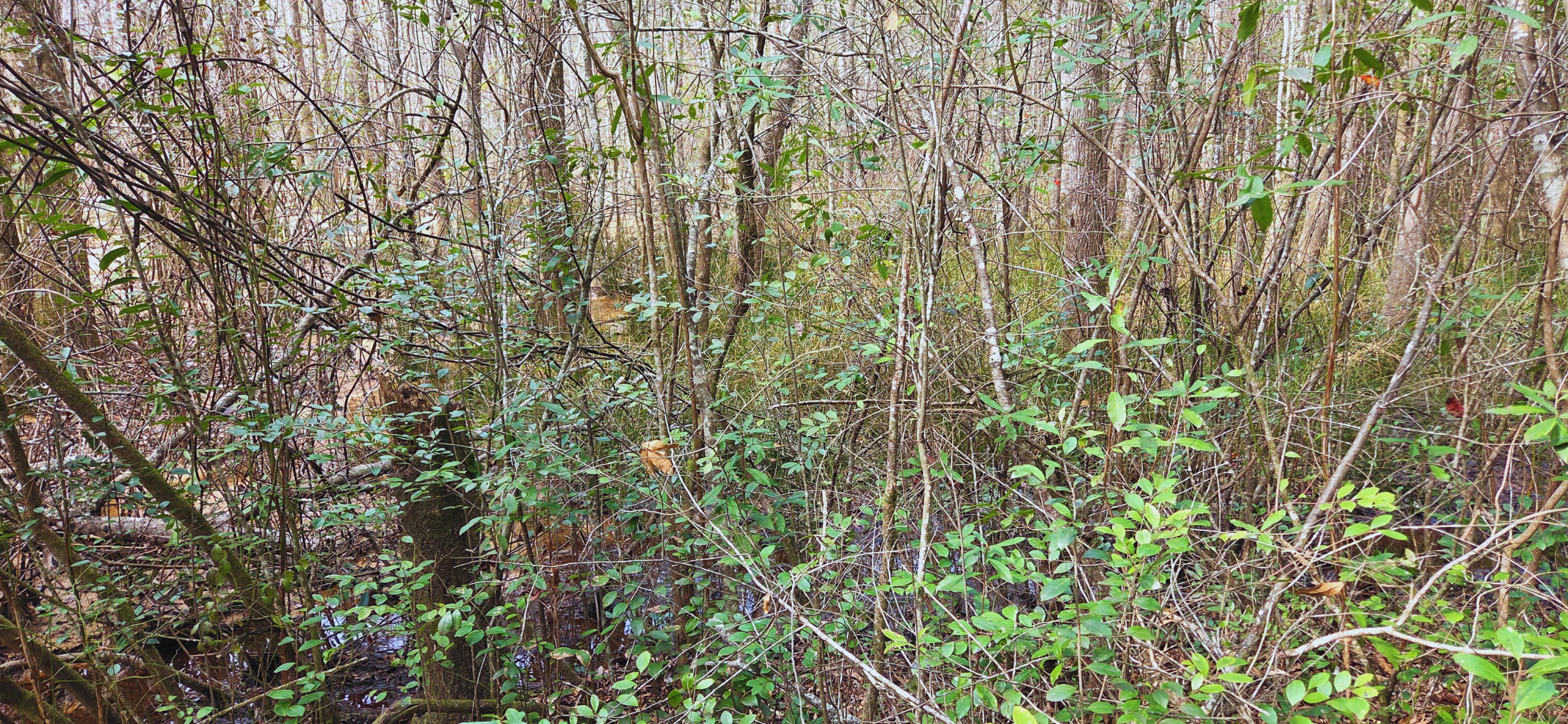OAKDALE M/F - Land