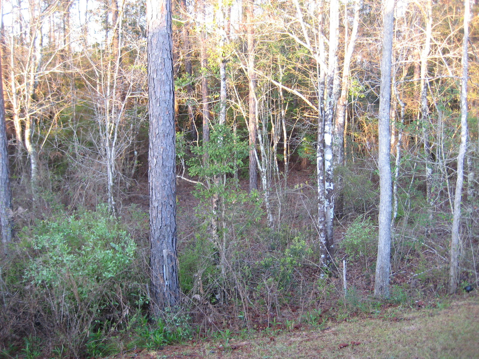 DUGGAN POND ESTATES - Residential