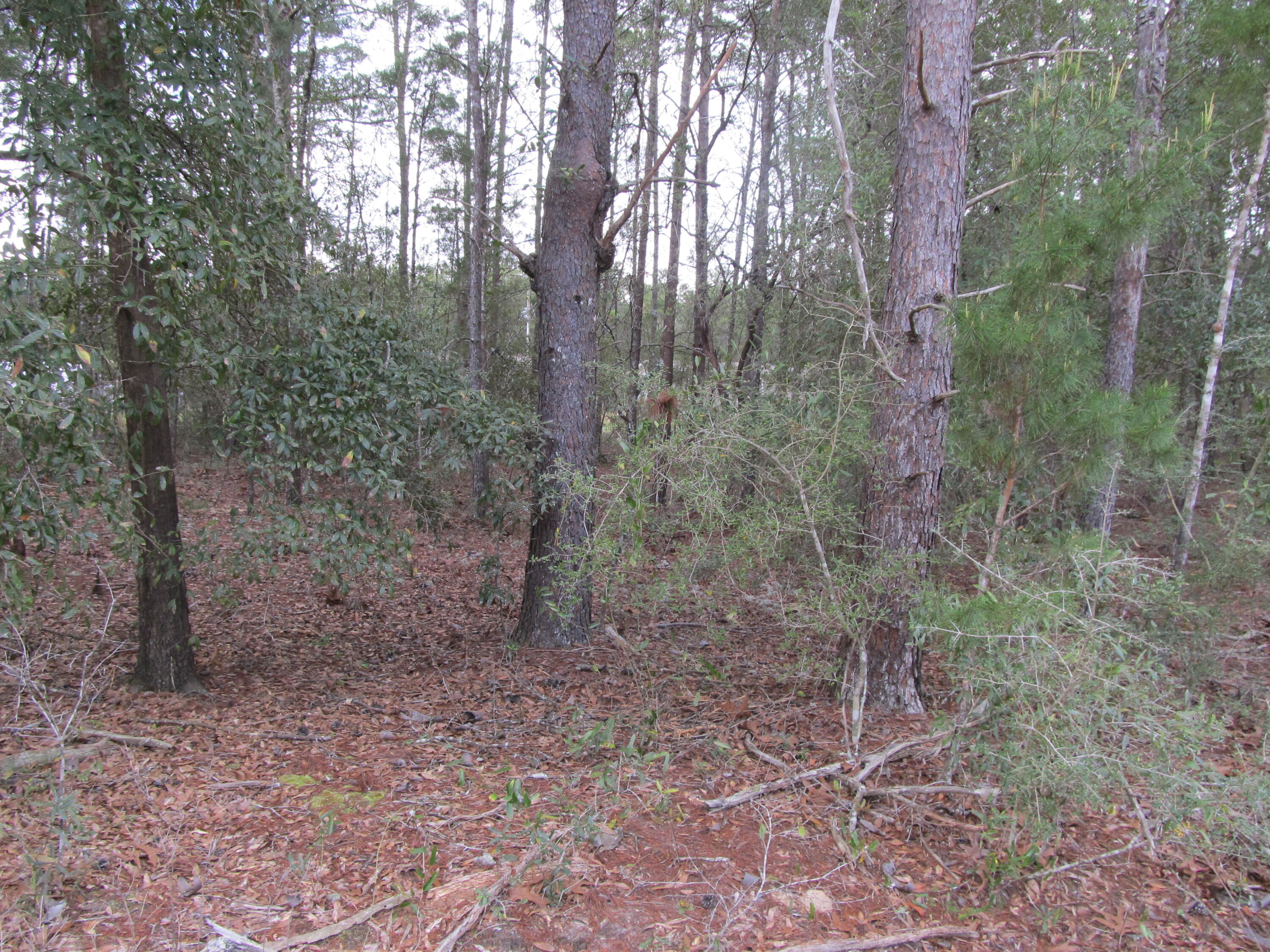 OAKWOOD HILLS UNIT 1 - Land