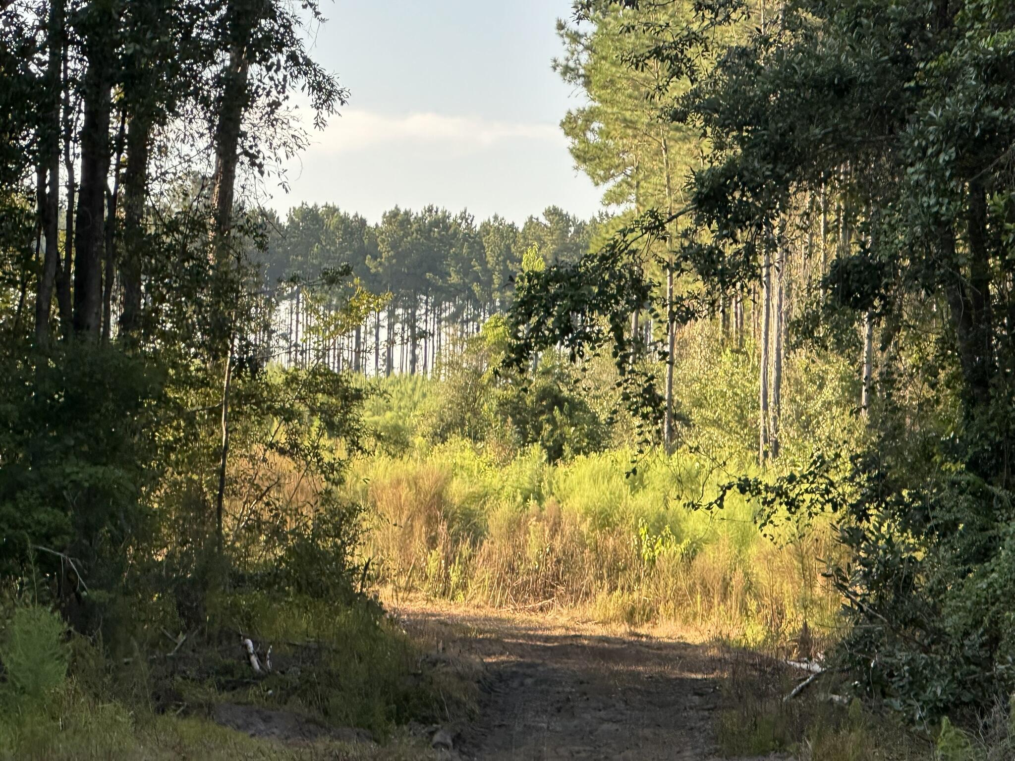 Potential for expansive 267.35+/- Acre Retreat!
This impressive tract offers the space and flexibility to bring your vision to life. The possibilities are wide-ranging—create a private estate, working farm, recreational getaway, or hunting retreat.
Access is available exclusively via Doyle Morgan Road along the Florida/Alabama line. The land is a mix of high and dry and  beautiful 8 mile creek frontage, offers road frontage, and power is accessible from the road, making future plans more attainable.
From wide-open space for building or agriculture to room for horses, hunting, or ATV riding, this property offers something for everyone seeking a large rural setting. With turkey season around the corner, sportsmen will also appreciate the natural appeal.
Opportunities like this are rare.
