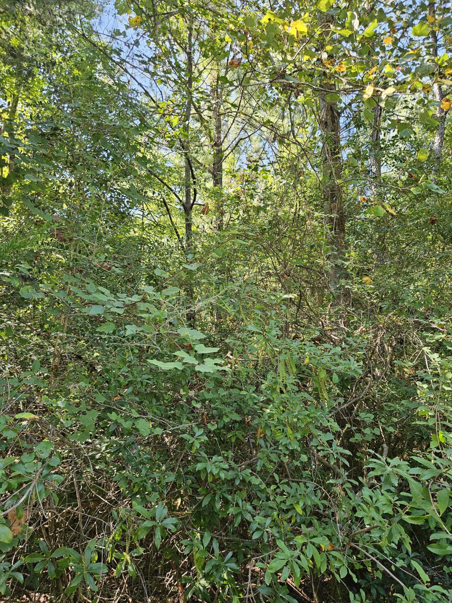SHOAL RIVER PLANTATION UNREC - Land