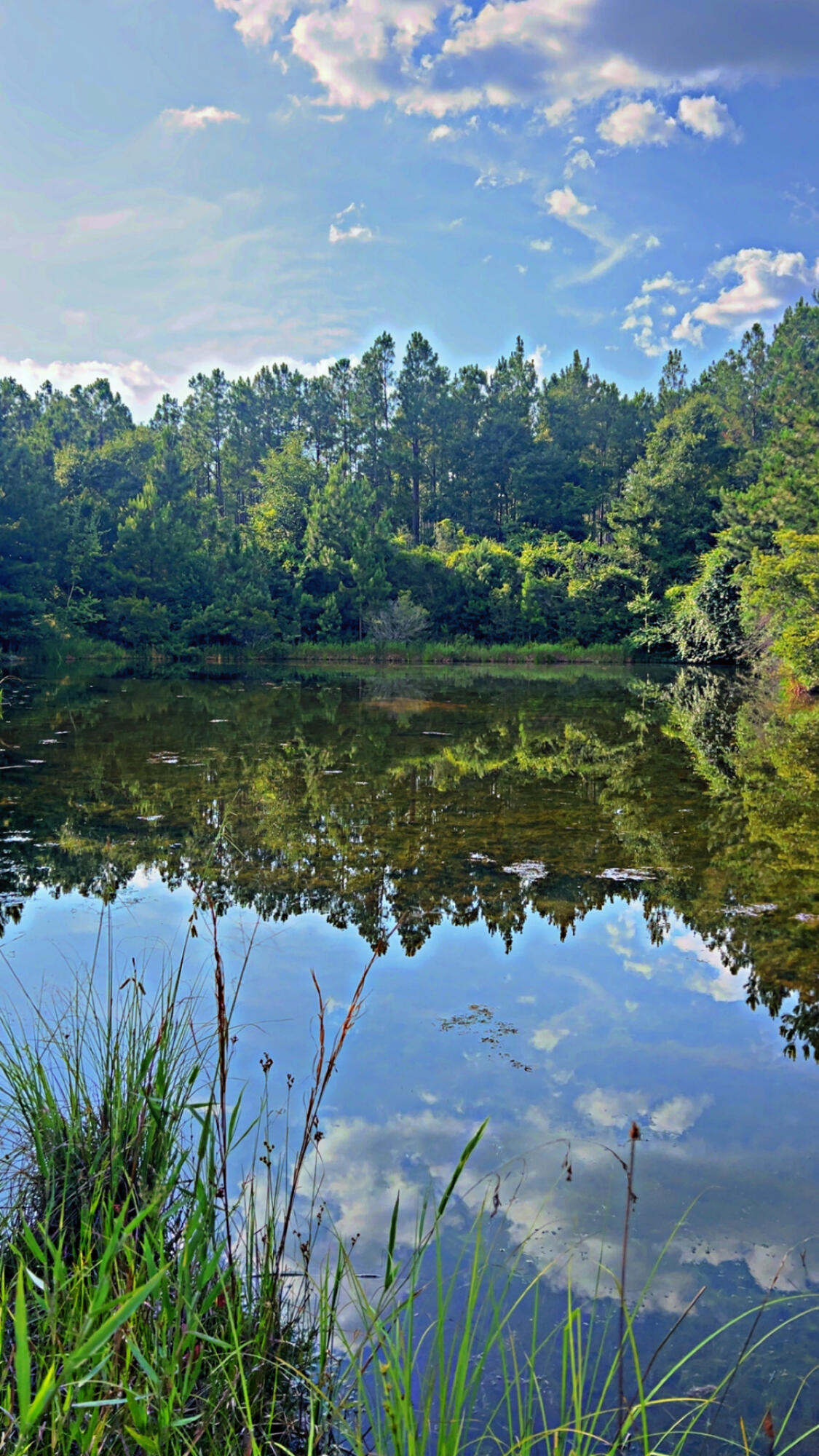 Prime 363+- Acre Timber & Recreational Tract - Merchantable Timber, Pond, and More!

Discover the perfect blend of investment and recreation with this exceptional 363± acre tract of land, offering privacy, natural beauty, and income-producing potential. This tract is easily accessed with paved frontage on 2 sides, this expansive property features approximately 269 acres of merchantable timber, providing a substantial opportunity for immediate or future timber harvest.

The landscape is beautifully diverse, featuring rolling terrain, mature hardwoods and pines, and multiple ideal pond sites throughout the property. One established pond is already in place, adding to the scenic value and offering year-round water access for wildlife, fishing, or future development.