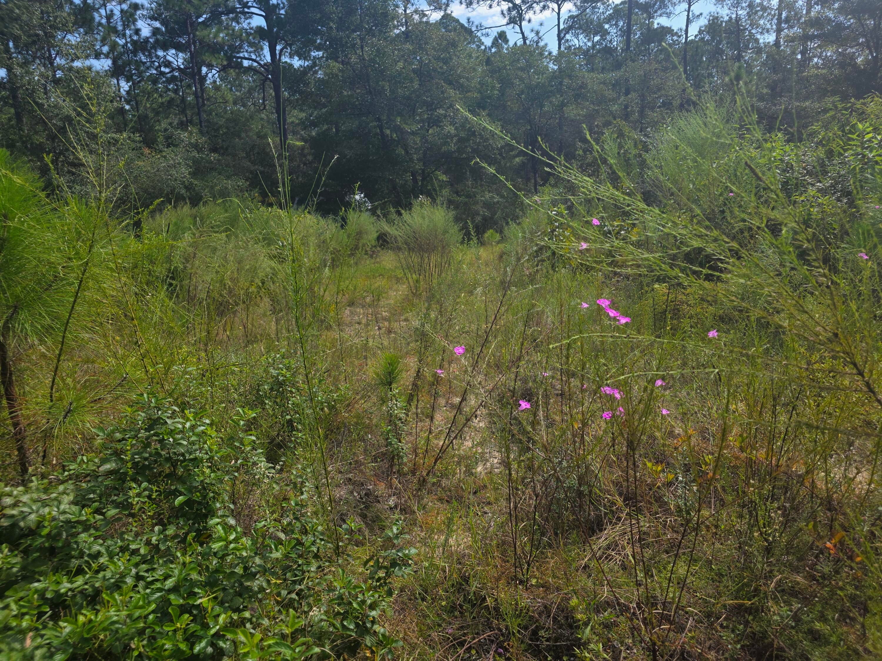 OAKWOOD HILLS - Land