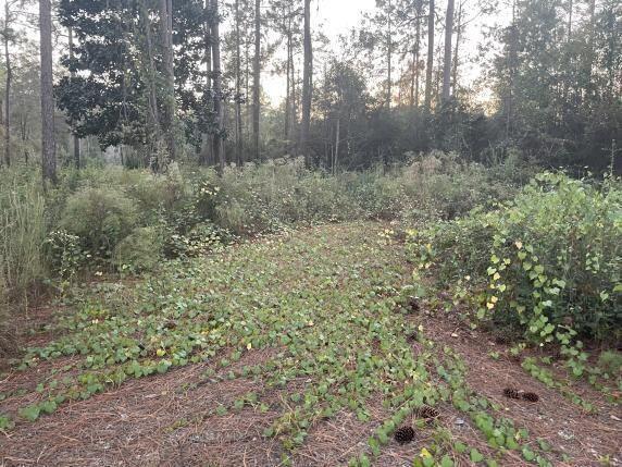Lake Rosemary Estates Unit 2 - Land