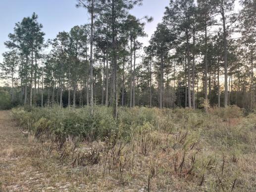Lake Rosemary Estates Unit 2 - Land