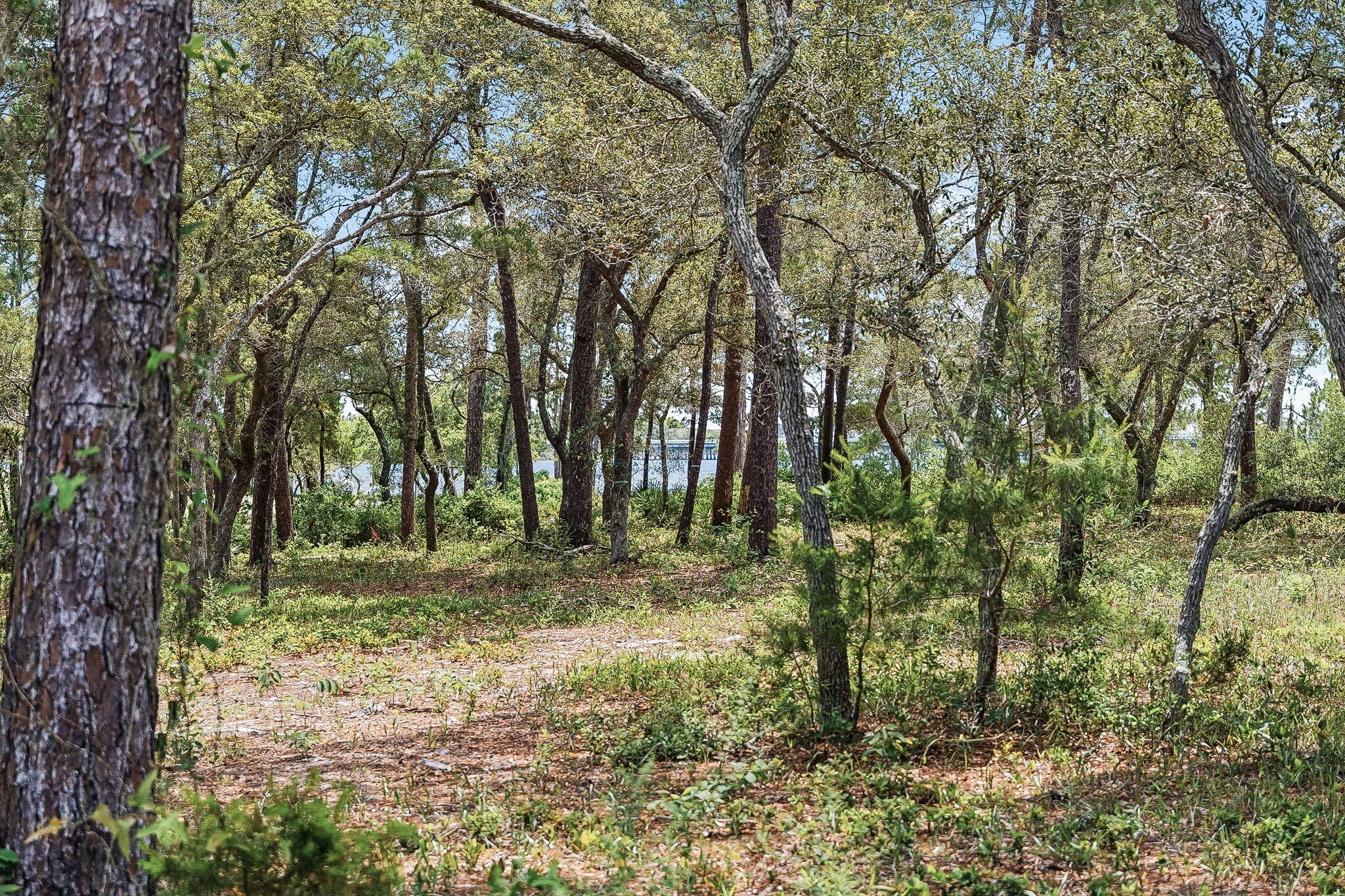 WILD HERON PHASE XIII - Land
