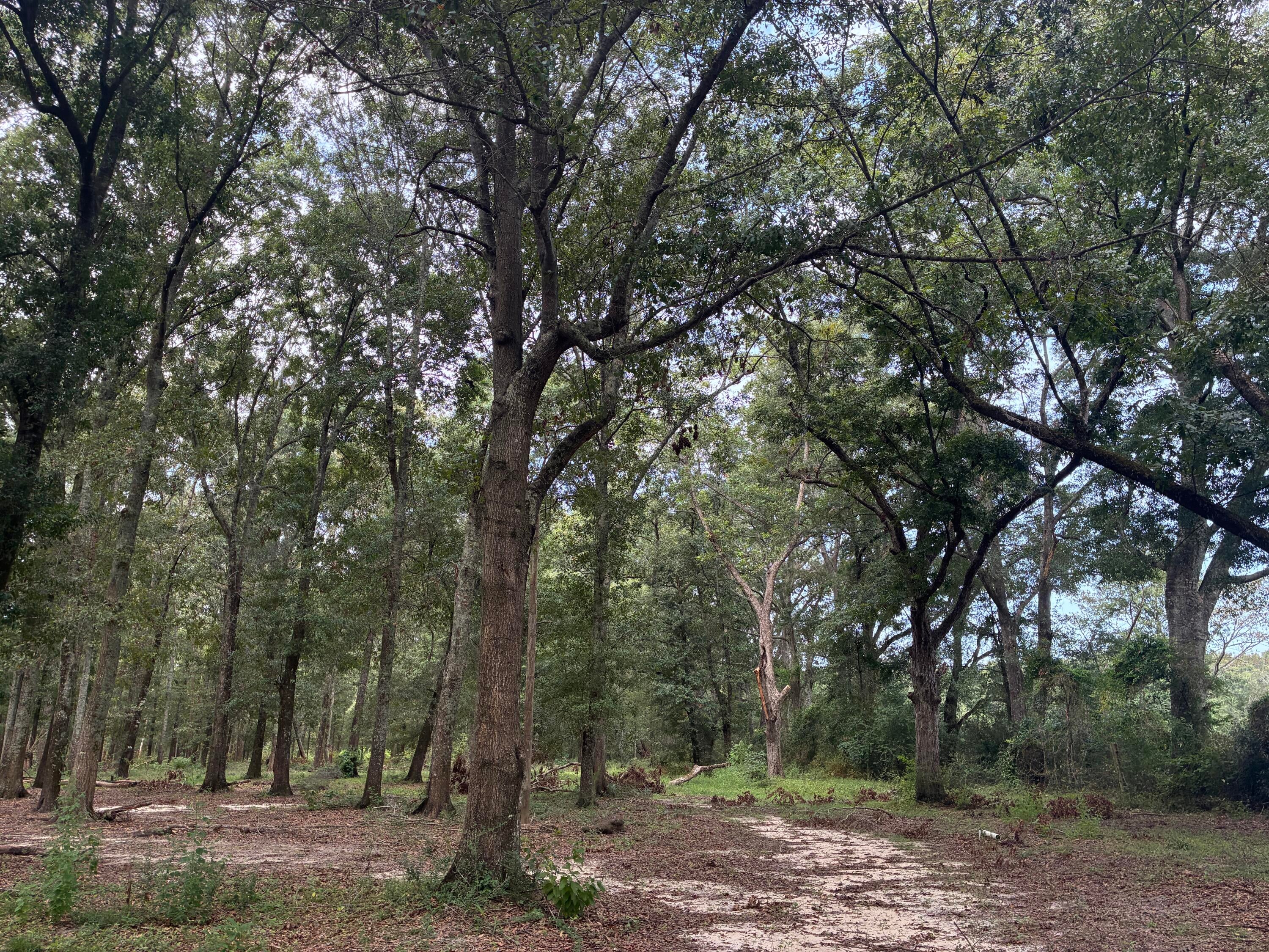 Along the Florida/Alabama Line - Land