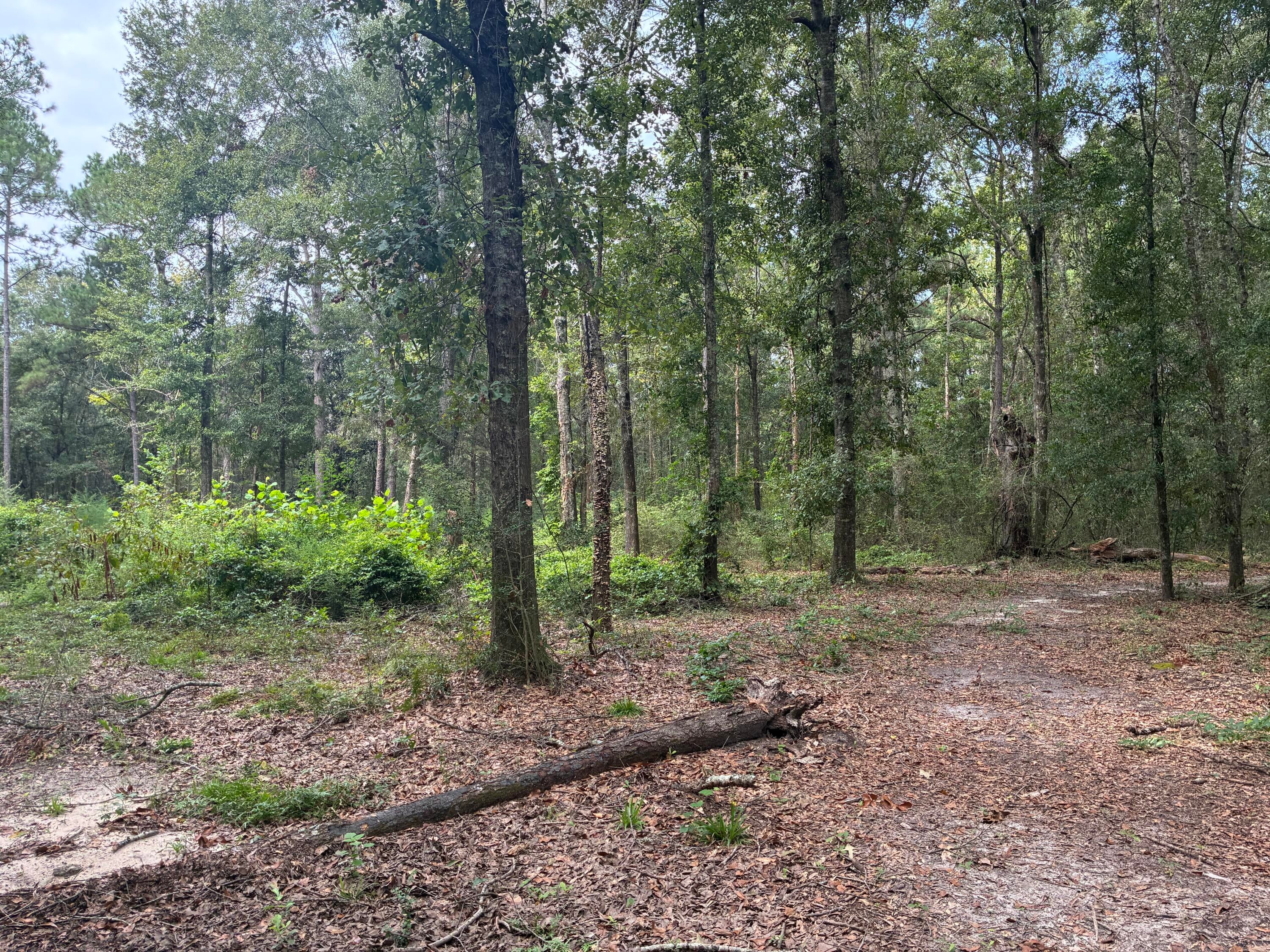Along the Florida/Alabama Line - Land