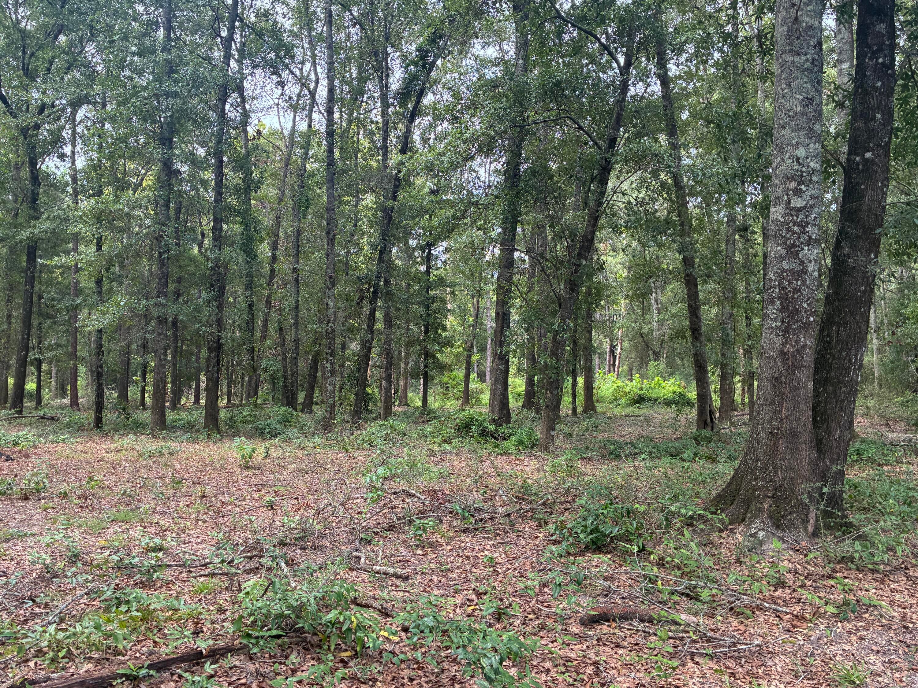 Along the Florida/Alabama Line - Land