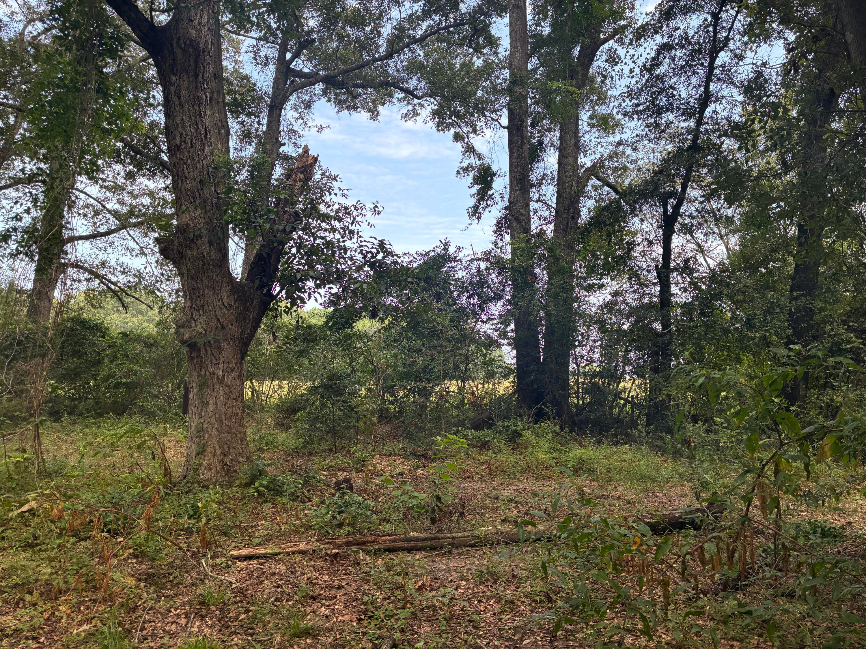 Along the Florida/Alabama Line - Land