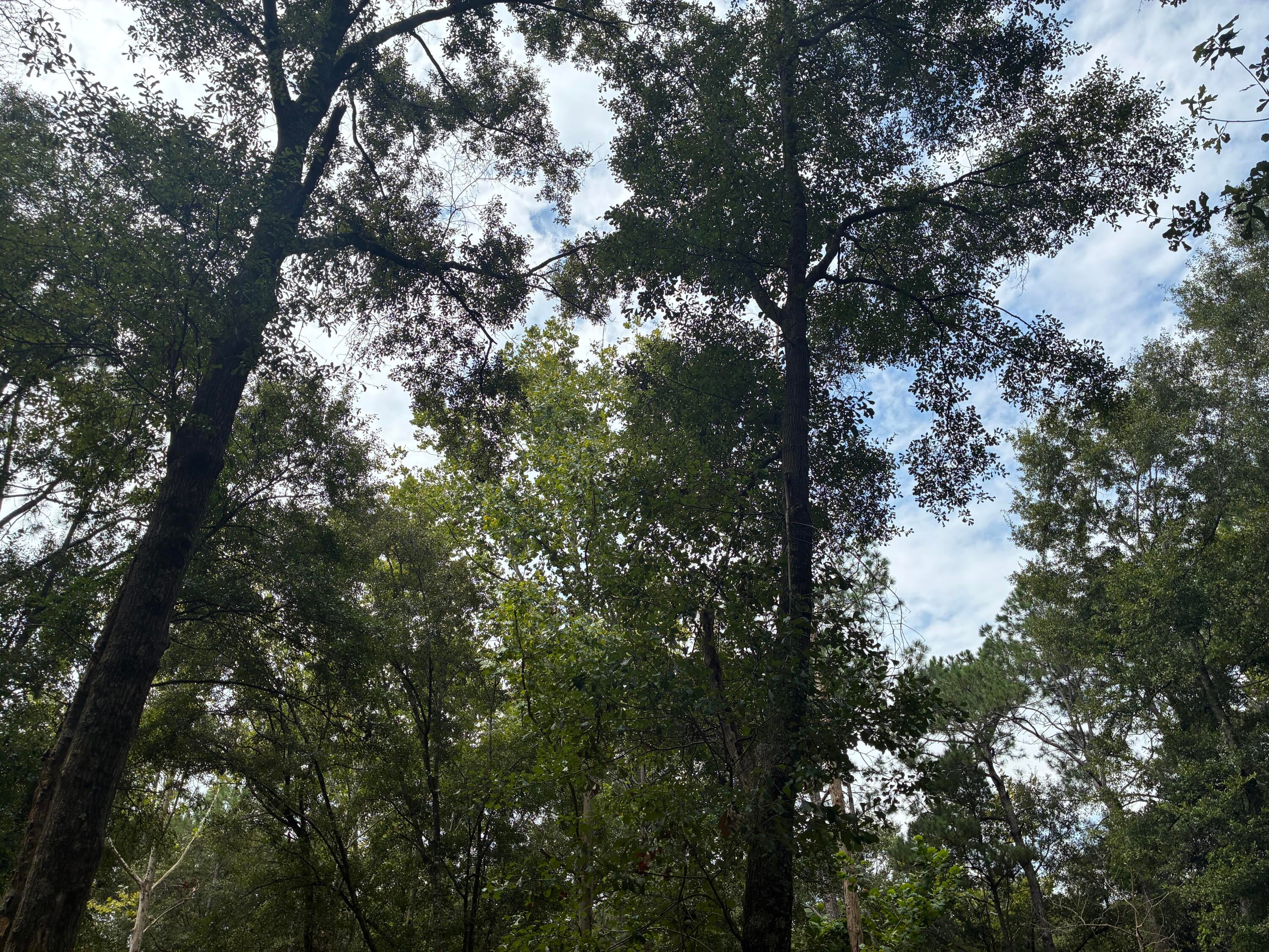 Along the Florida/Alabama Line - Land