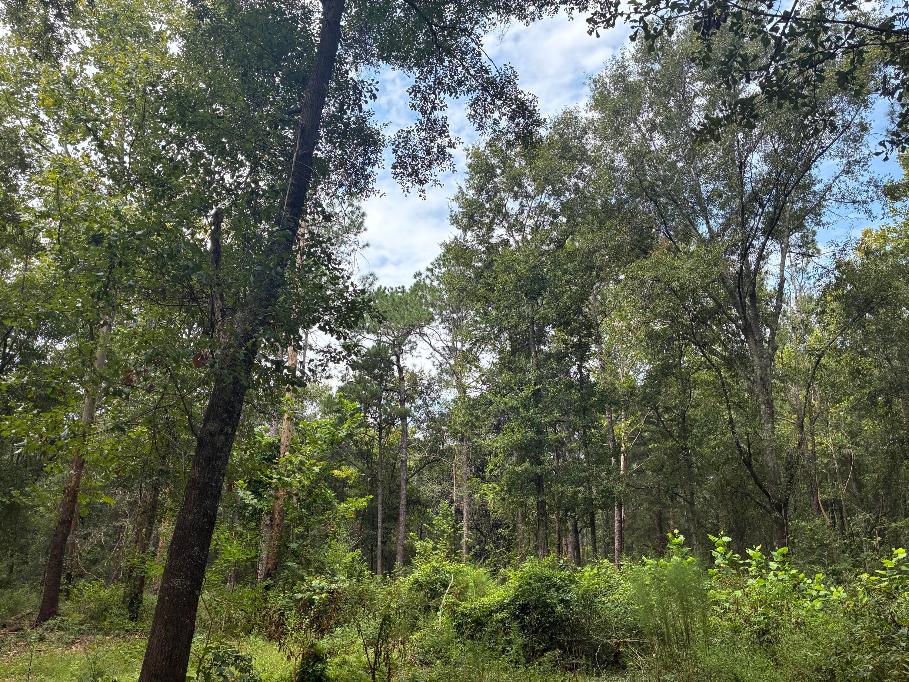 Along the Florida/Alabama Line - Land
