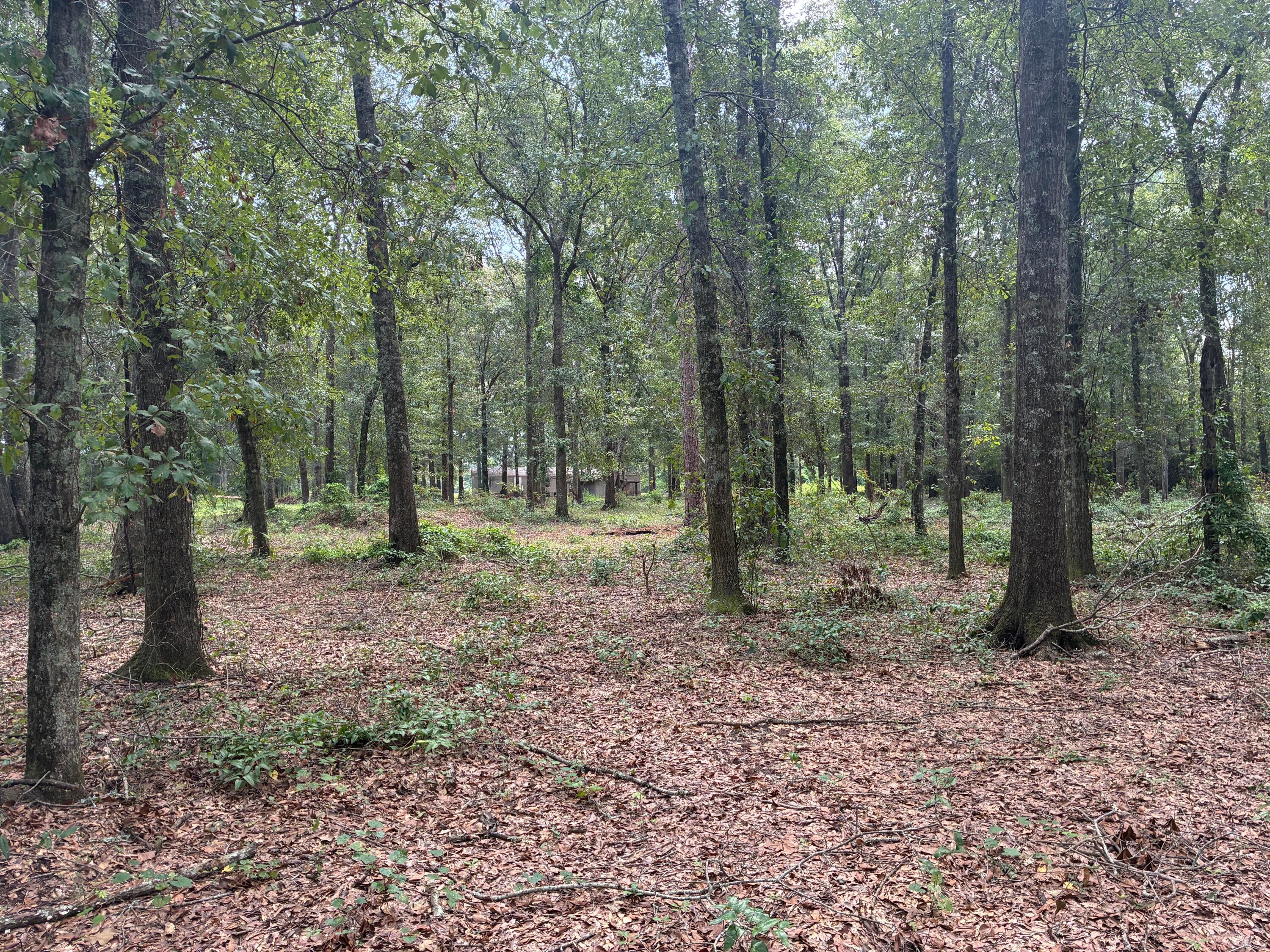 Along the Florida/Alabama Line - Land