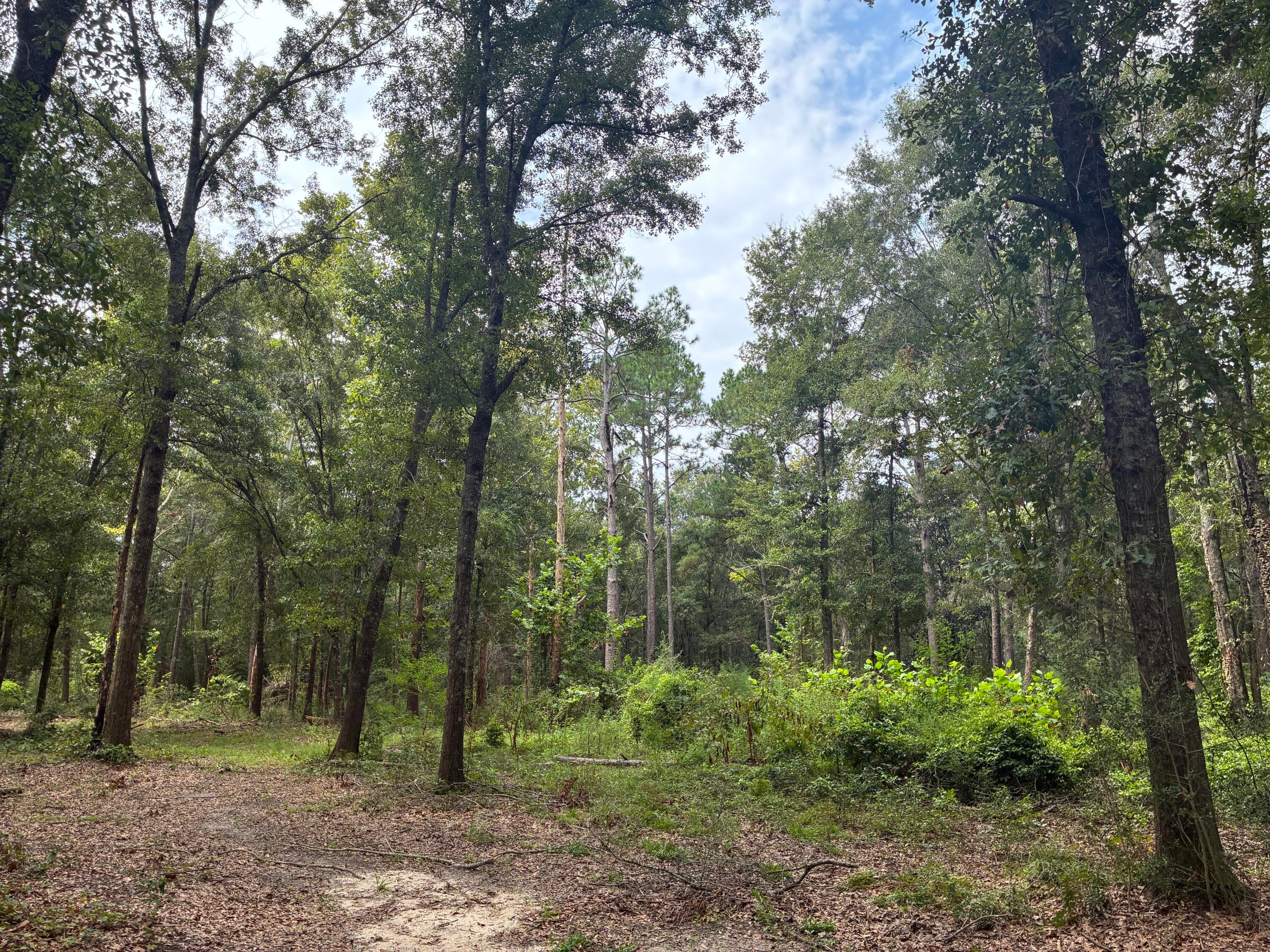 Along the Florida/Alabama Line - Land
