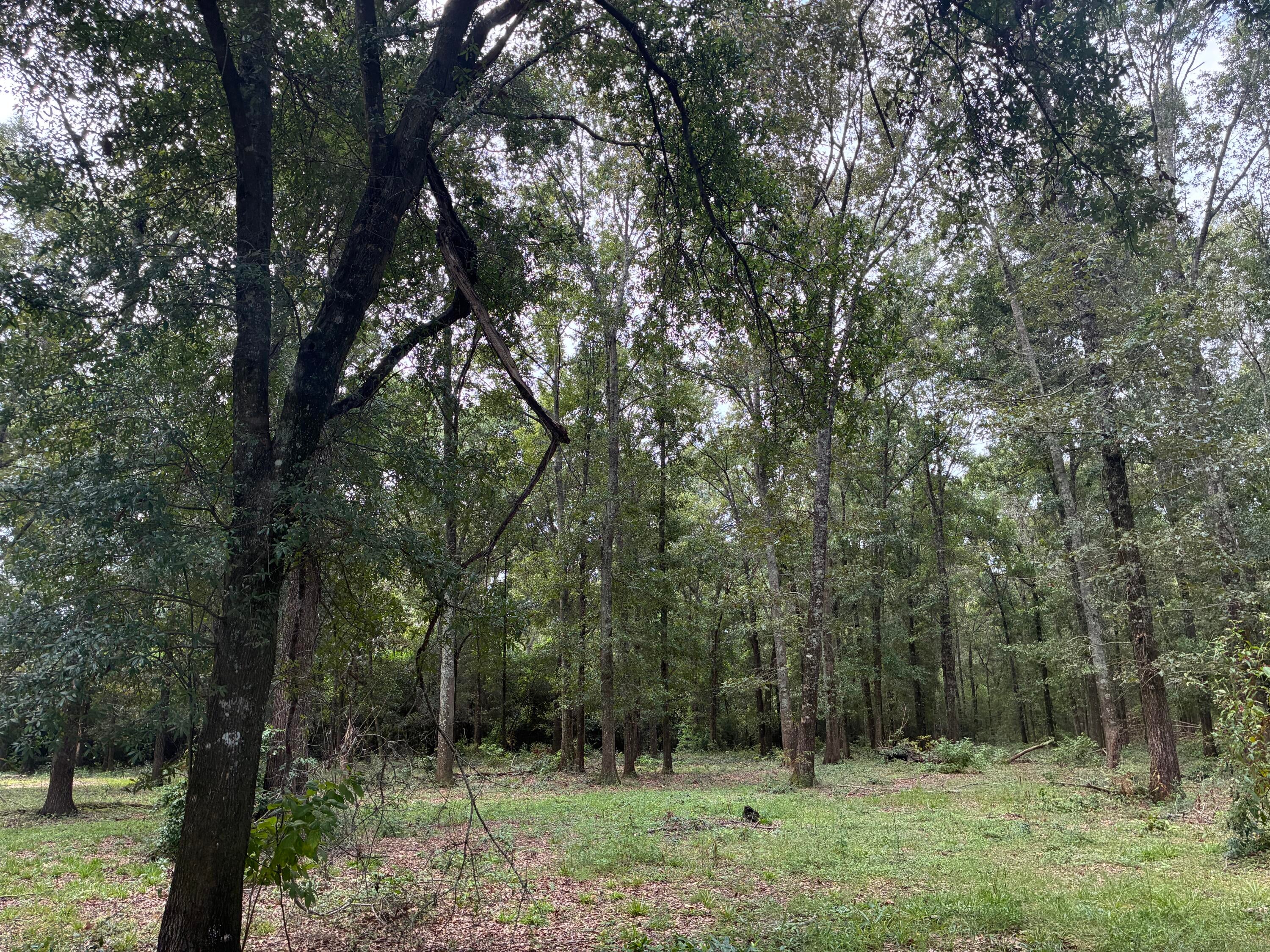 Along the Florida/Alabama Line - Land